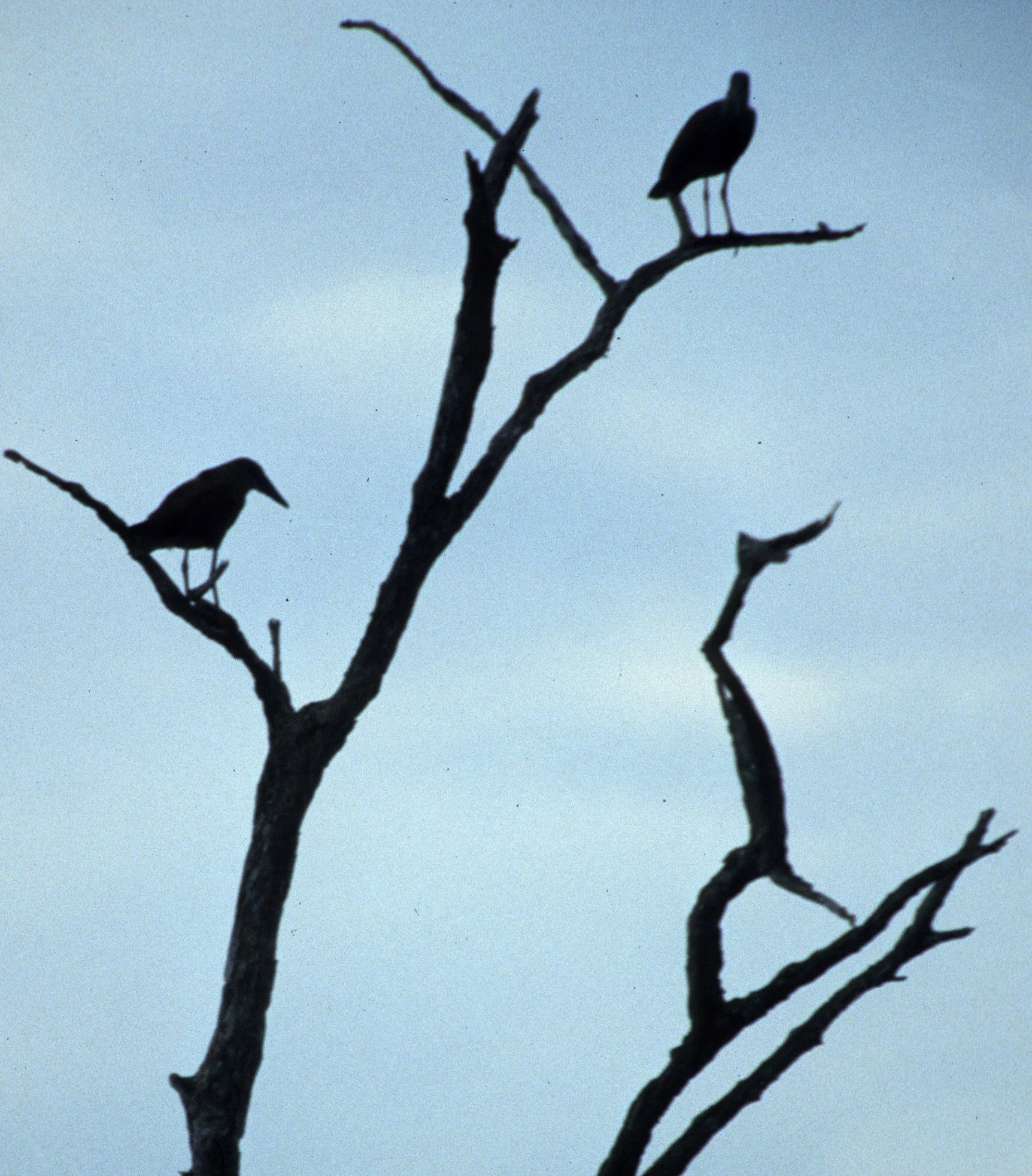 BIRDS - HAMMERKOP - UGANDA C.jpg