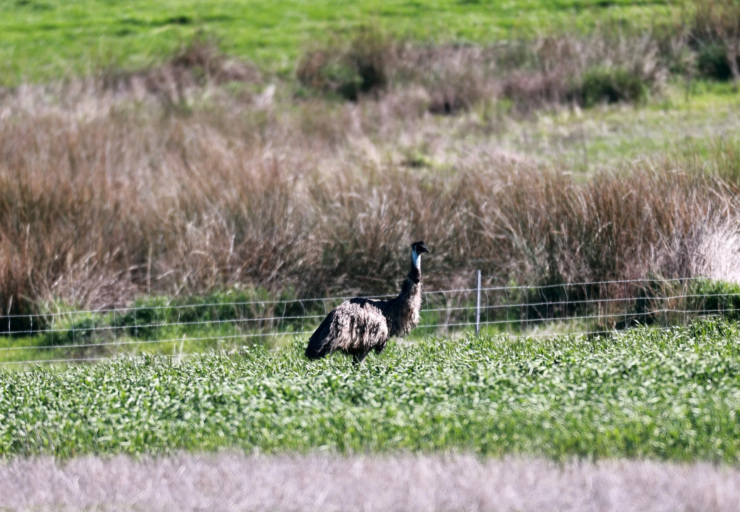 Emu (Dromaius novaehollandiae) Stirling Range NP - Western Australia (48).jpg