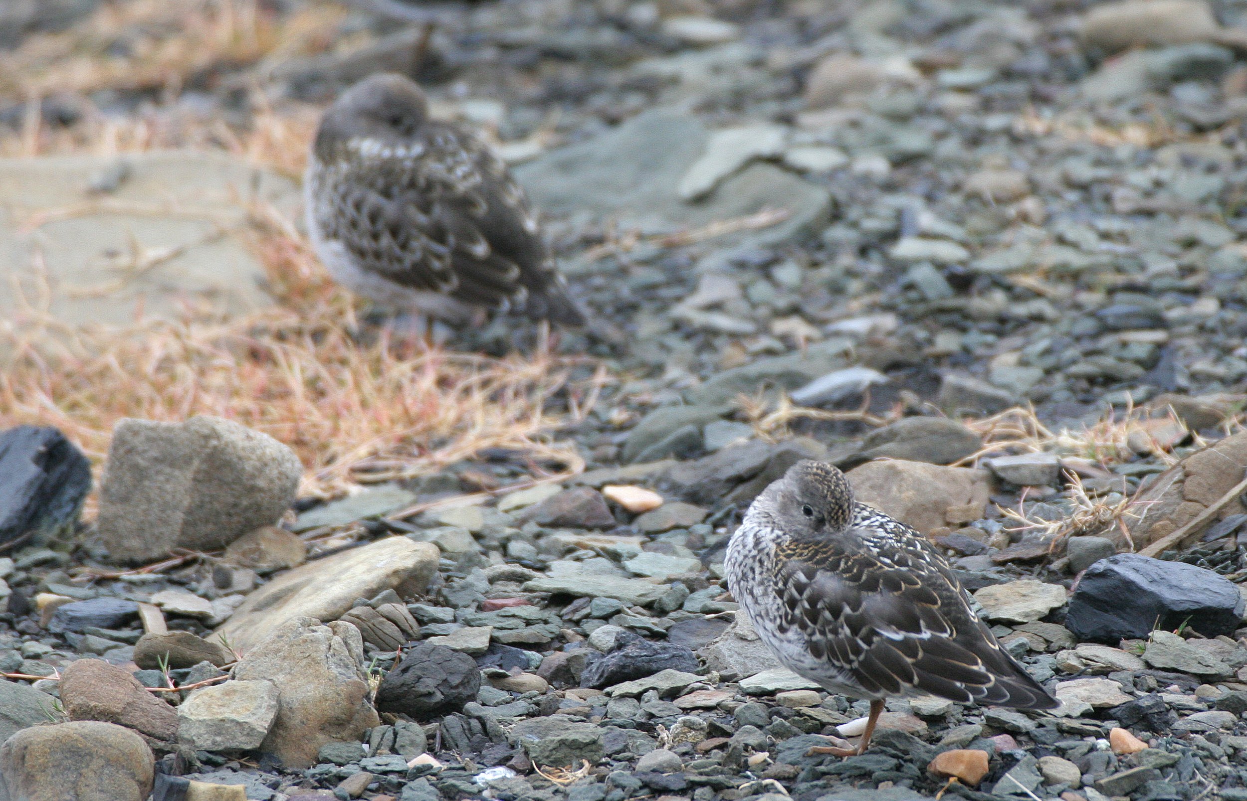 BIRD - SANDPIPER - PURPLE SANDPIPER - SVALBARD (29).jpg
