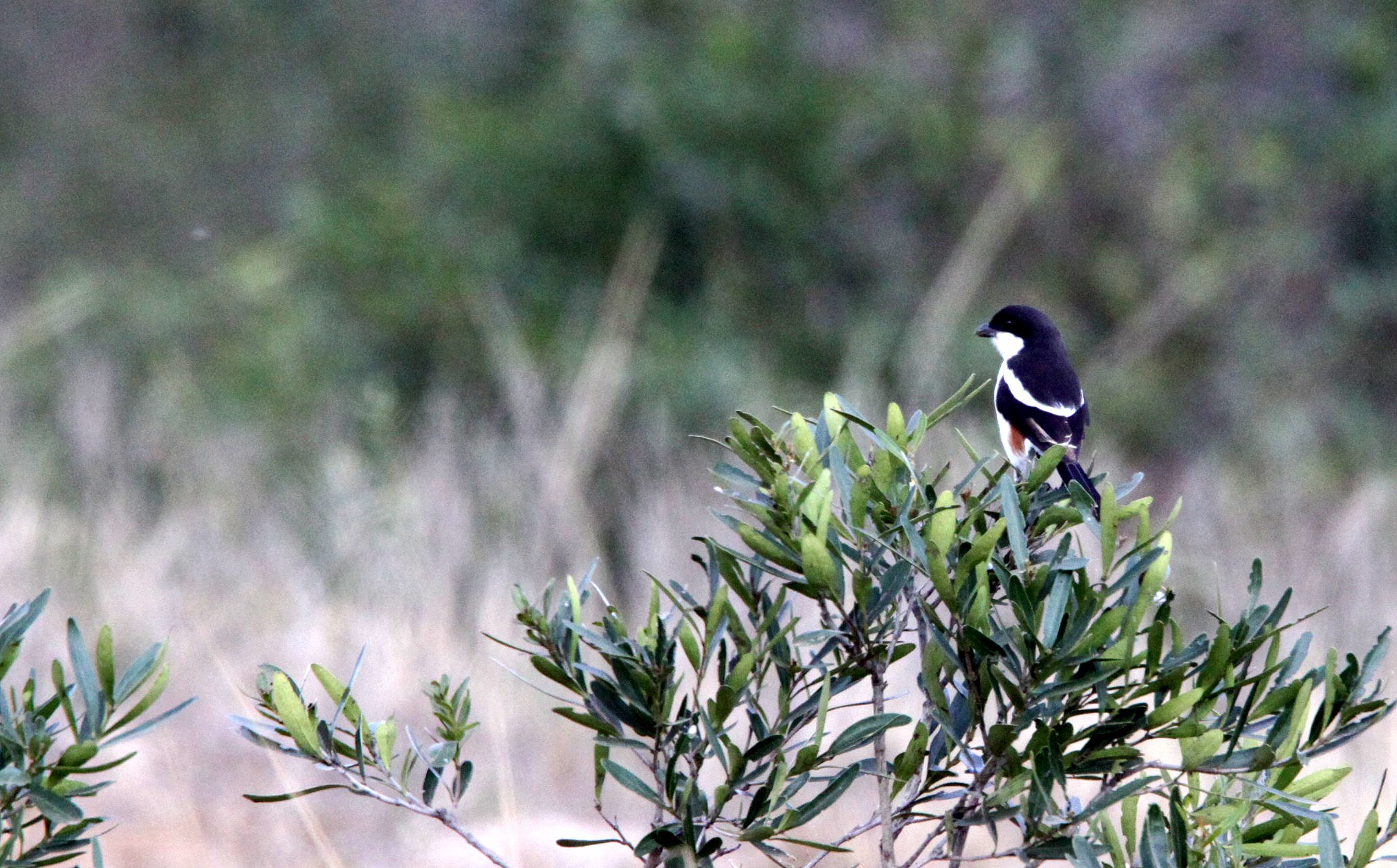 BIRD - BOUBOU - SOUTHERN BOUBOU - LANIARIUS FERRUGINEUS - IMFOLOZI NATIONAL PARK SOUTH AFRICA (3).JPG