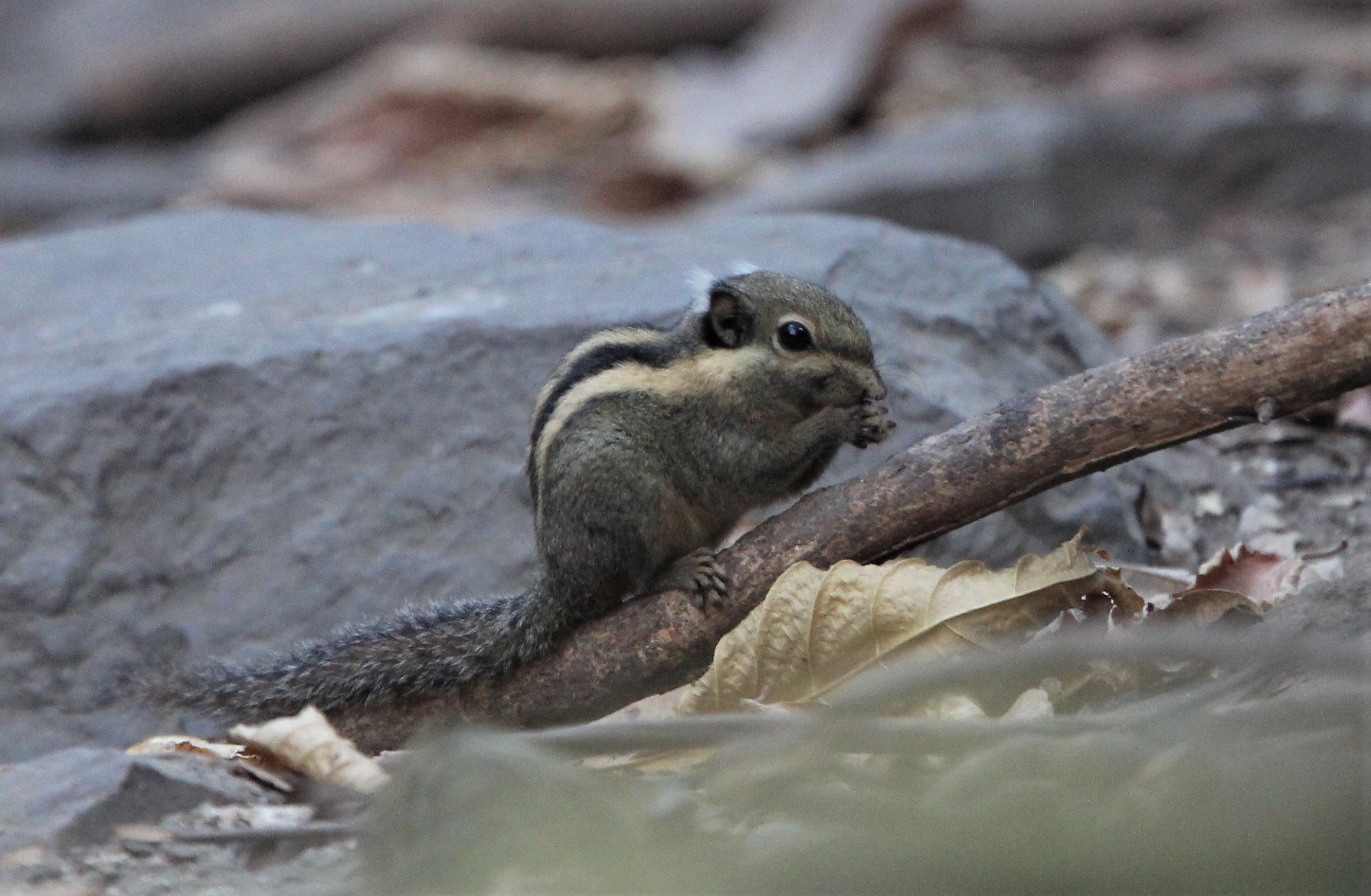 Tamiops mcclellandii - WESTERN STIPED SQUIRREL - LUNG SIN HIDE, KAENG KRACHAN (3).jpg