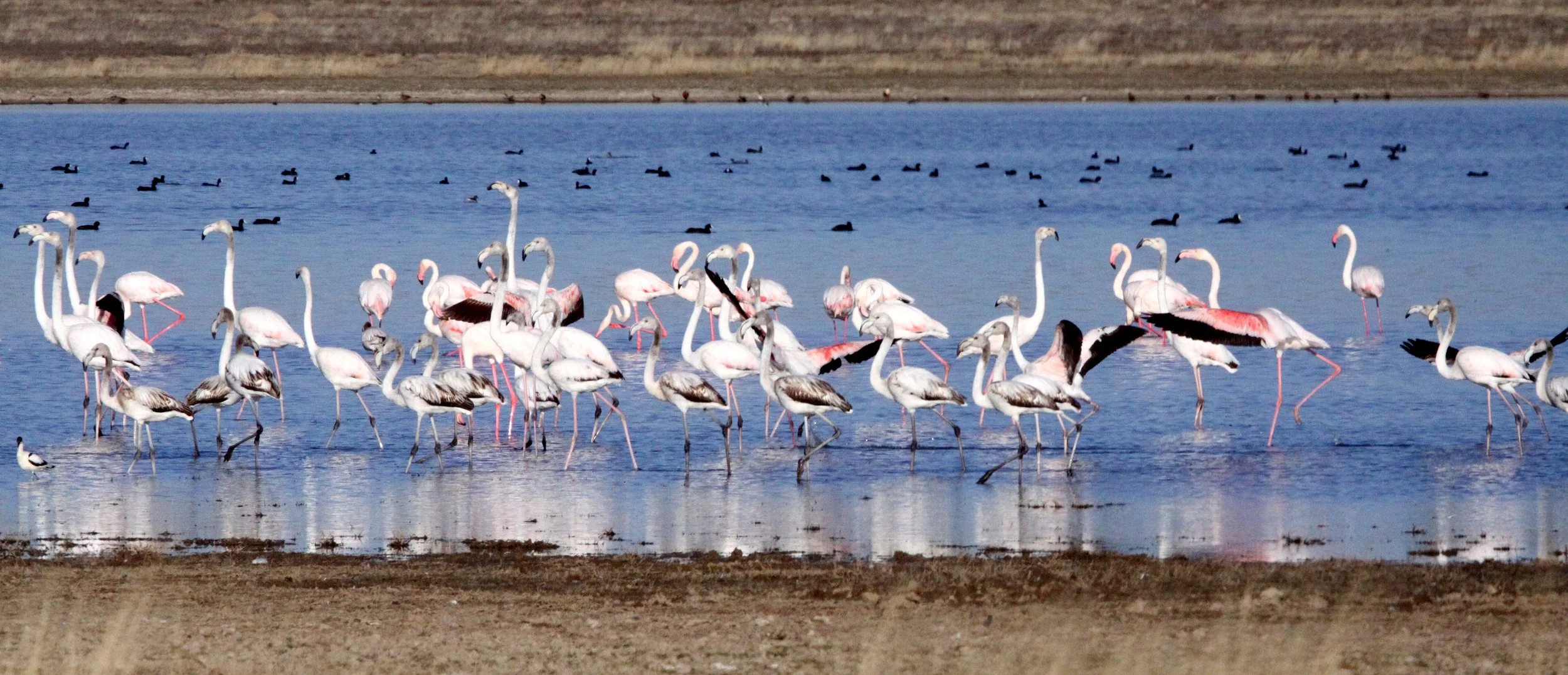 Phoenicopterus roseus - Greater Flamingo - Marrick Camp Kimberly South Africa (25).JPG