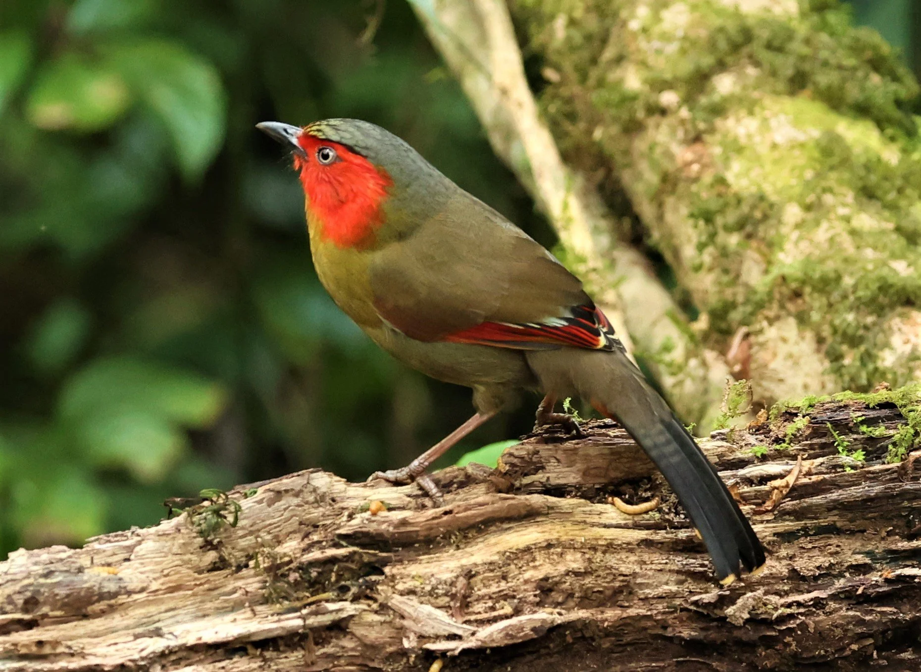 LIOCICHLA - SCARLET-FACED LIOCICHLA - Liocichla ripponi - DOI PHA HOM POK NP DOI LANG EAST FEB 2022 (38).jpg