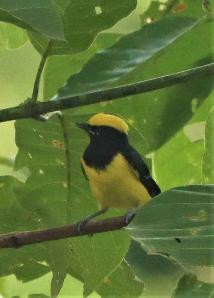 Sultan Tit (Melanochroa sultanea) Kaeng Krachan National Park, Thailand (7).jpg