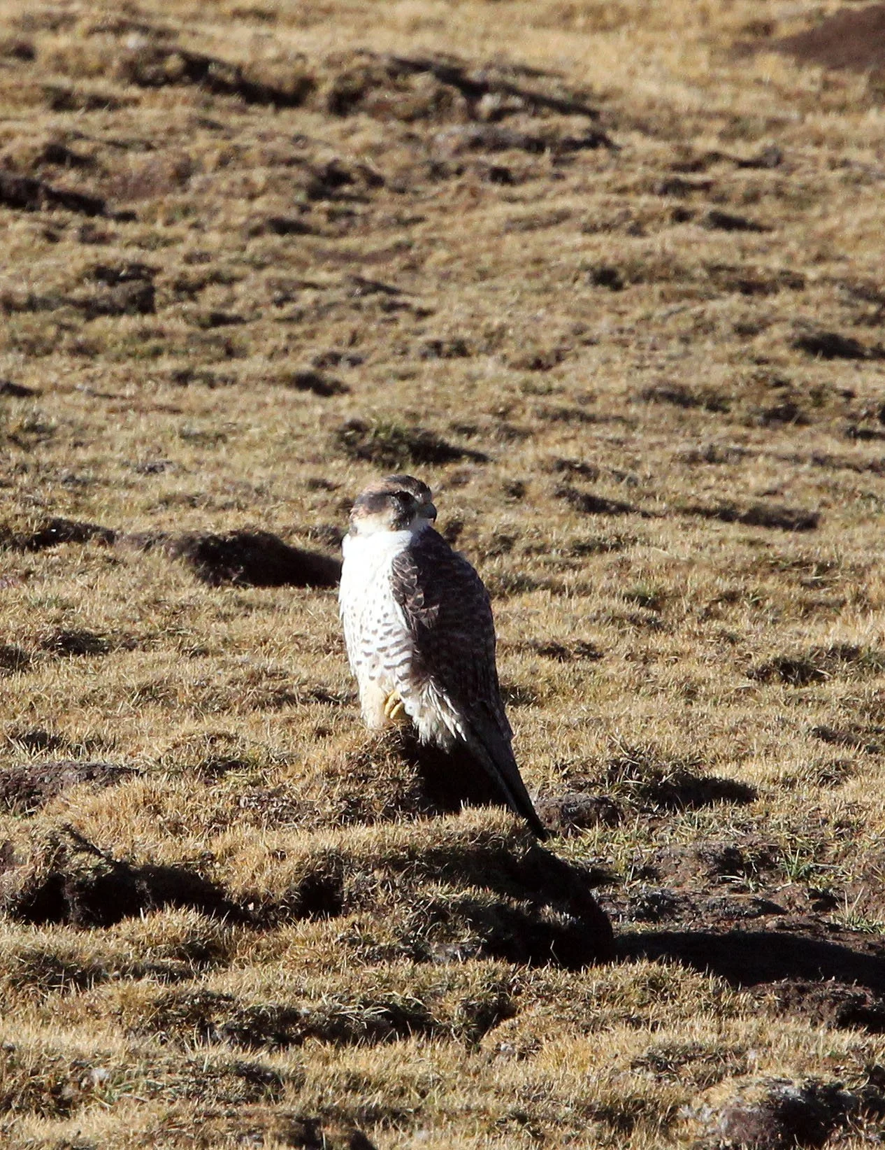 Falco cherrug - SAKER FALCON - KEKEXILI NATIONAL RESERVE - QINGHAI PROVINCE - EASTERN SECTOR (56).JPG