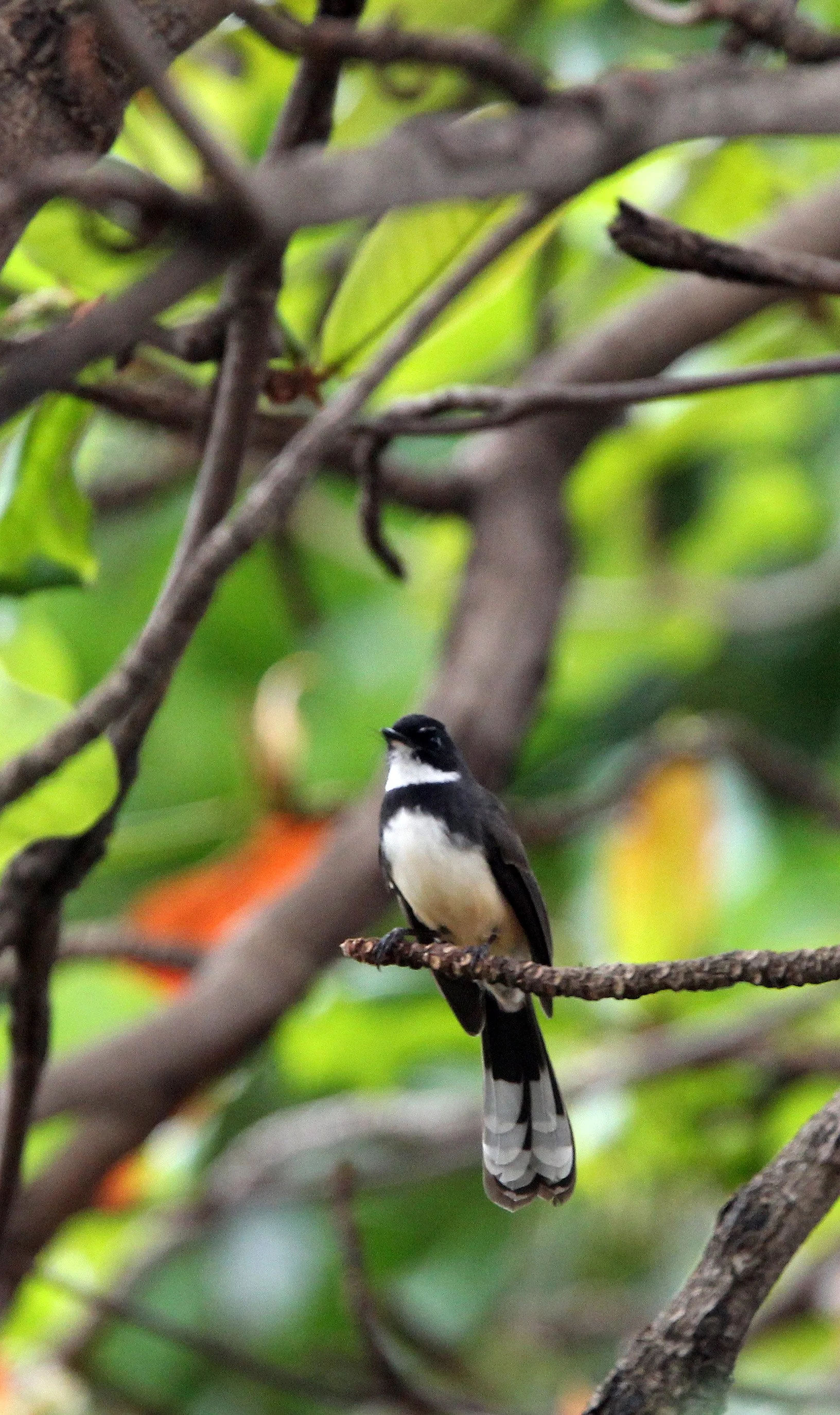 2013 Ayutthaya ISB Passion Day (6).JPG