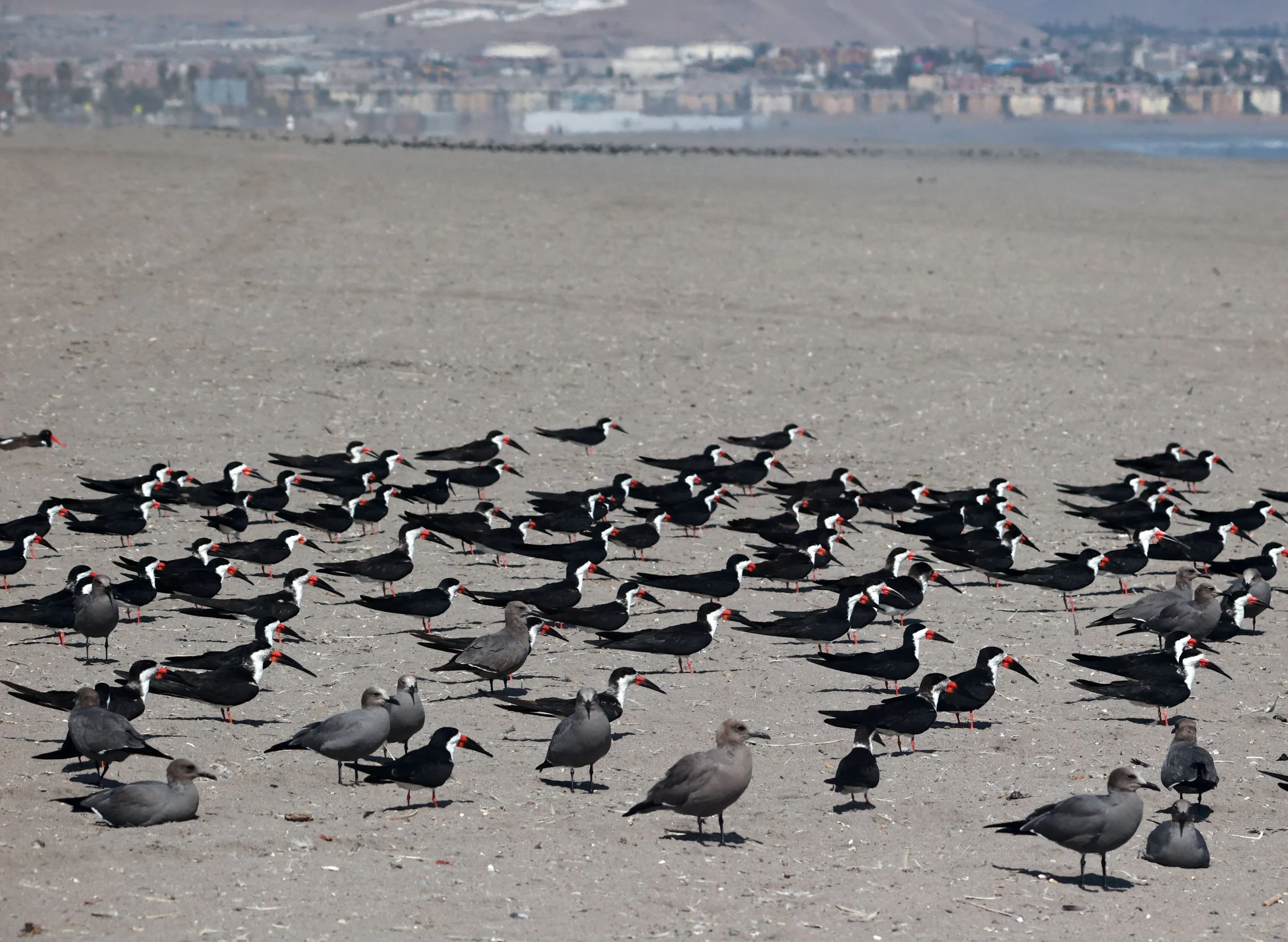 Skimmer - Black Skimmer - Rynchops niger - Arica, Chile & Coastline South (13).jpg