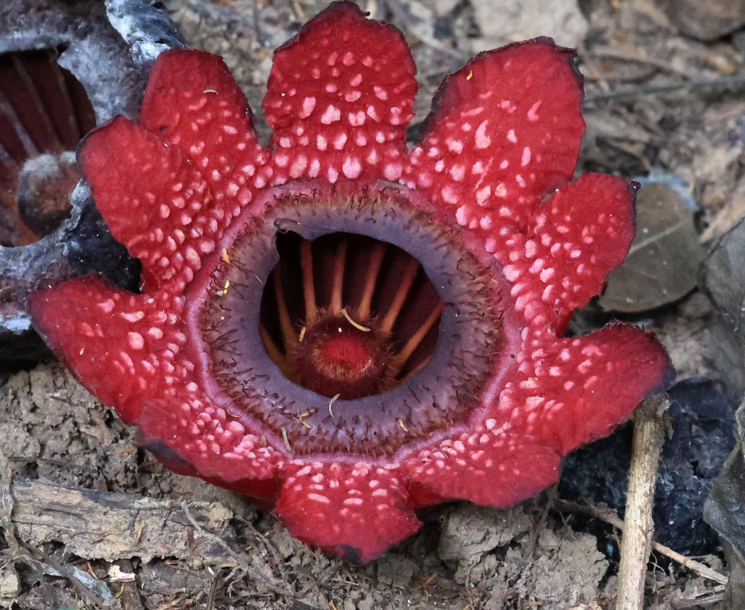 Sapria ram, commonly known as "Rama's spittoon" (Thai: กระโถนพระราม), is a rare, parasitic flowering plant endemic to Thailand, belonging to the Rafflesiaceae family. It is known for its striking, fleshy, and vibrant pink-red to maroon, cup-shaped fl