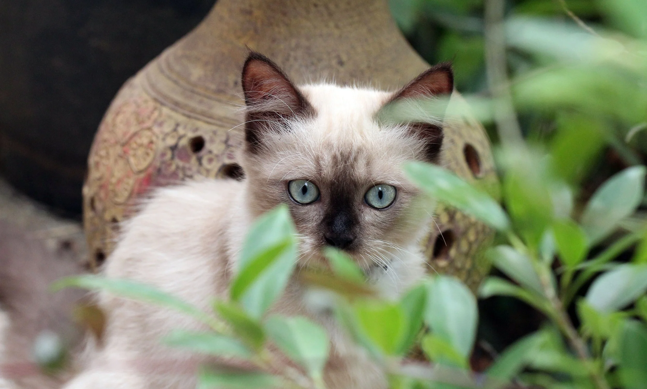 2015 Koh Lanta October Break Trip  (159).JPG