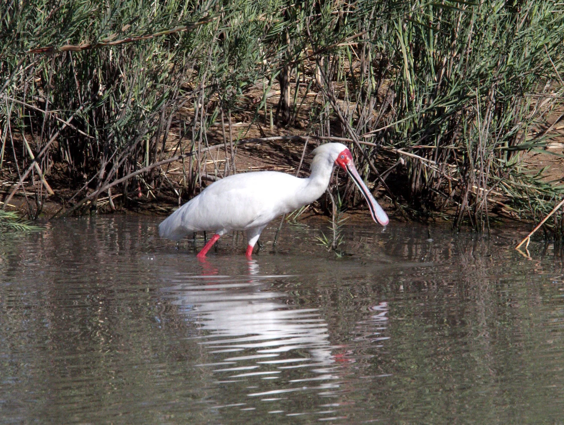SPOONBILL - AFRICAN SPOONBILL - Platalea alba - KRUGER NATIONAL PARK SOUTH AFRICA (4).JPG