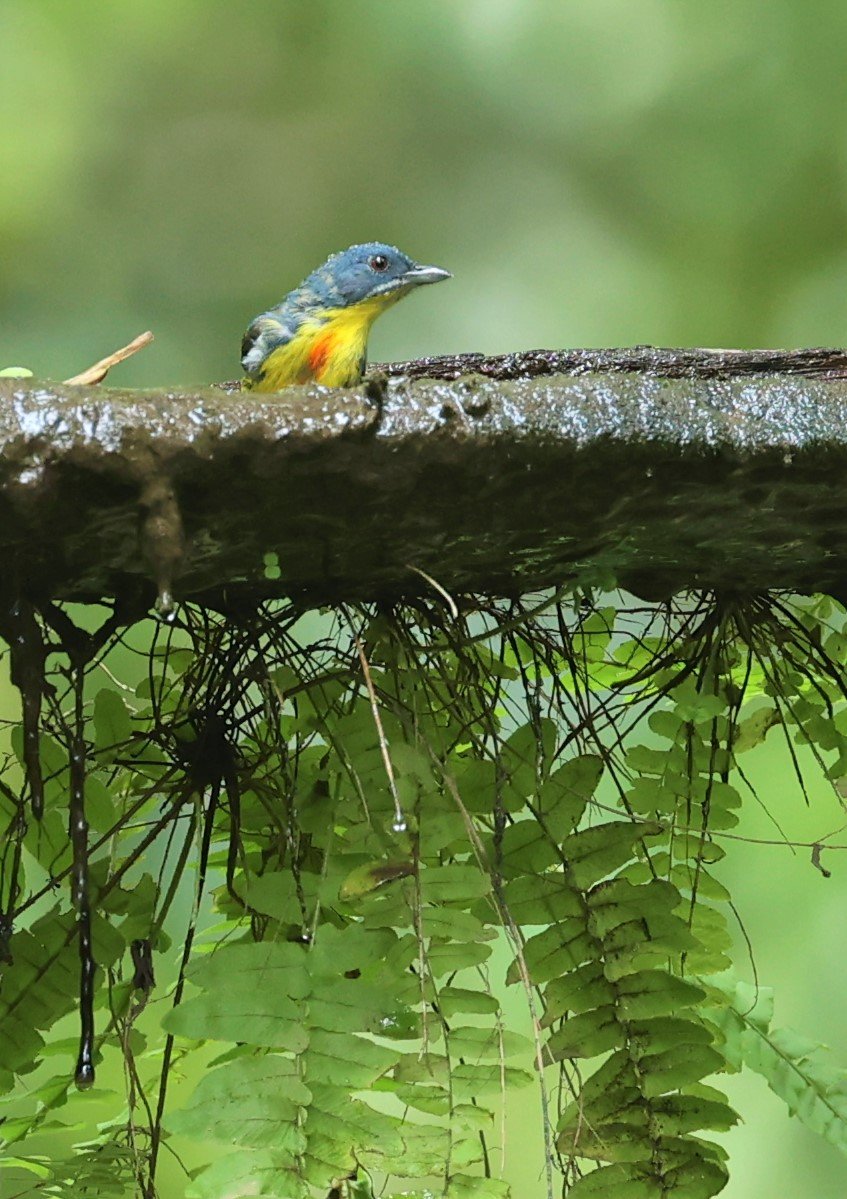 FLOWERPECKER - CRIMSON-BREASTED FLOWERPECKER - Prionochilus percussus - SRI PHANG NGA AREA SONGKRAN 2022 (21).jpg