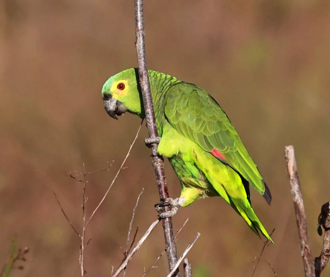 Turquoise-fronted Parrot (Amazona aestiva) Emas National Park, Goias State, Brazil