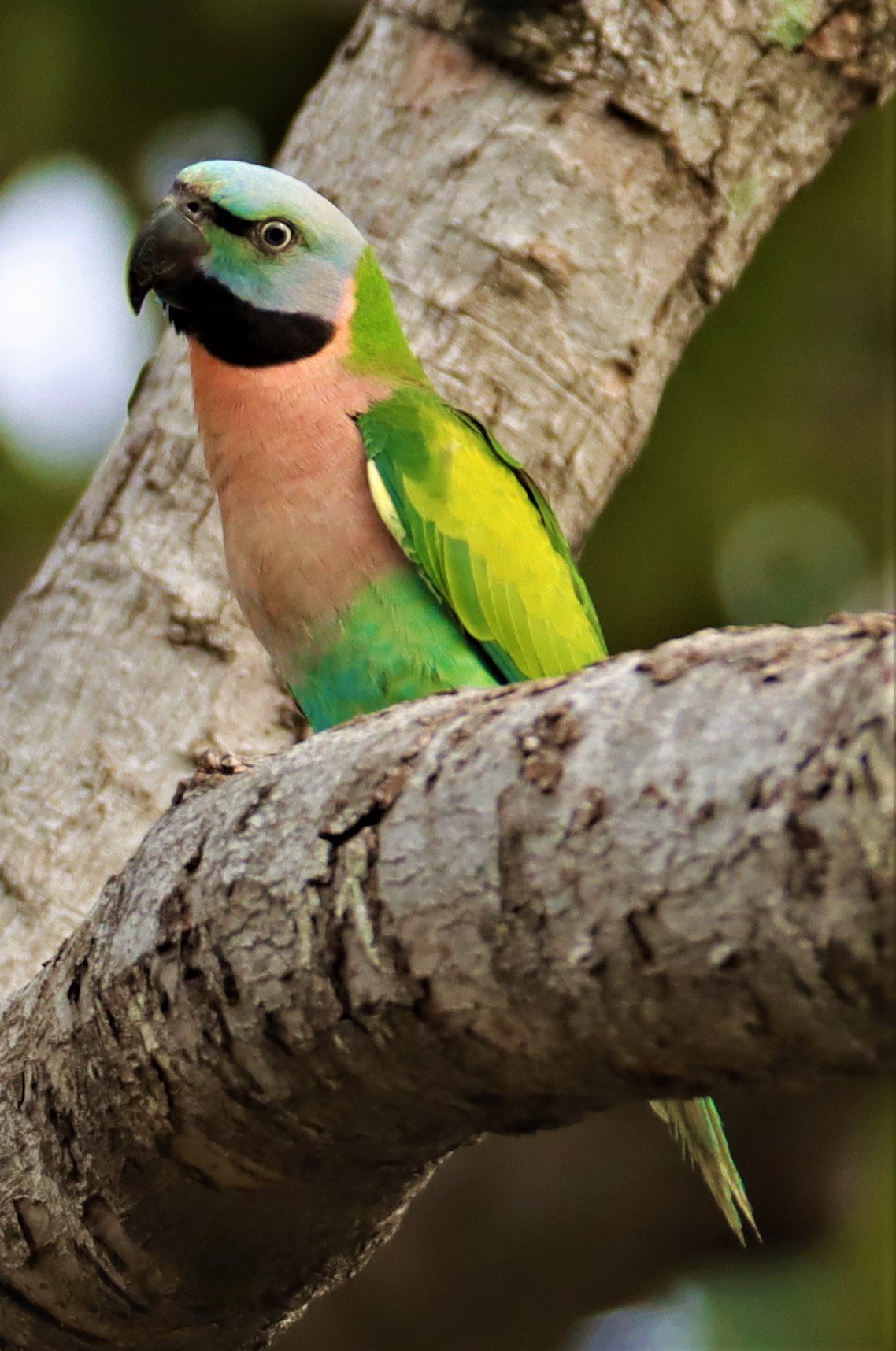 PARAKEET - RED-BREASTED PARAKEET - Psittacula alexandri - WAT SUAN YAI NONTHABURI (19).jpg