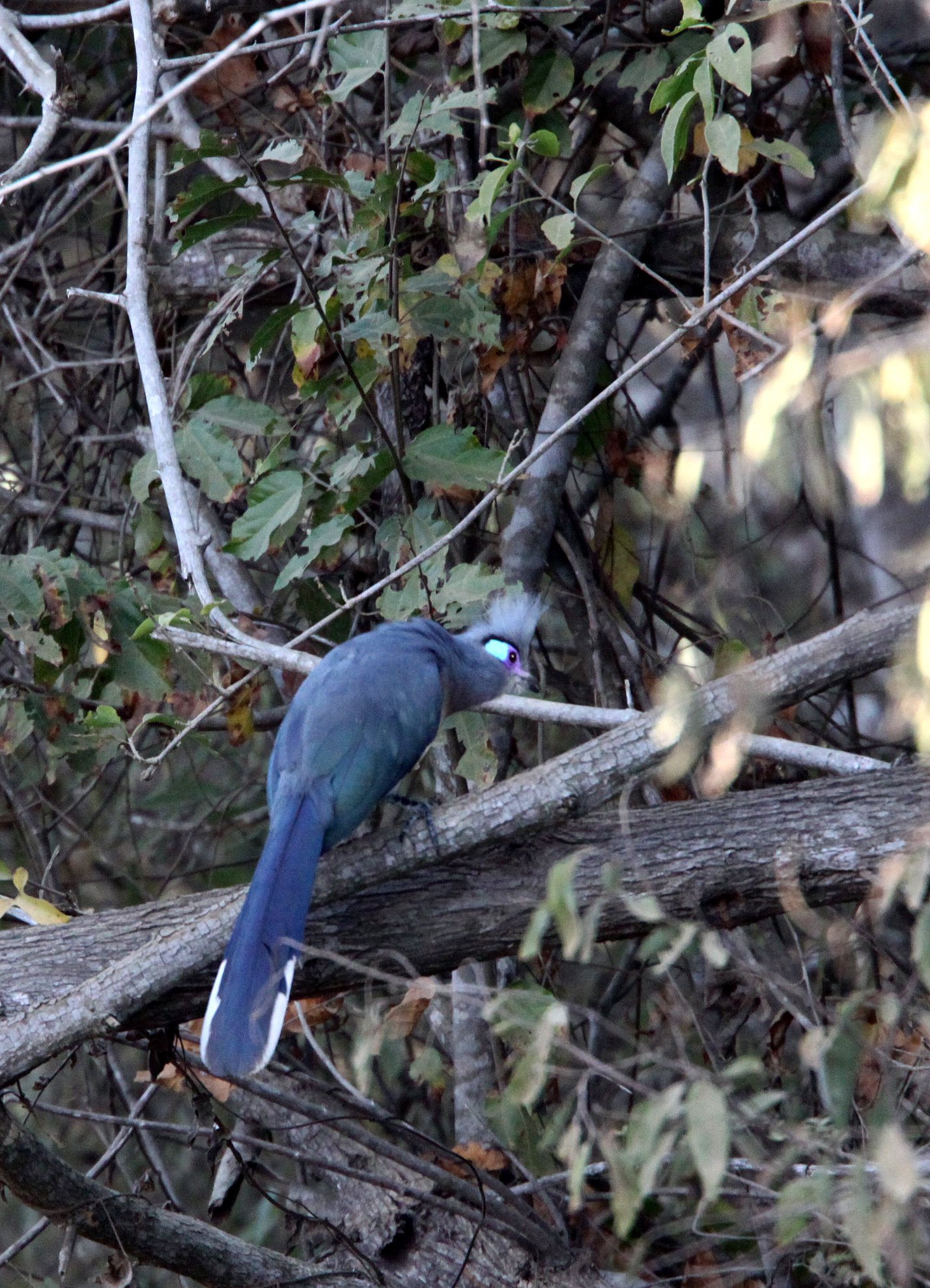 Crested Coua (Coua cristata) Kirindy NP Madagascar