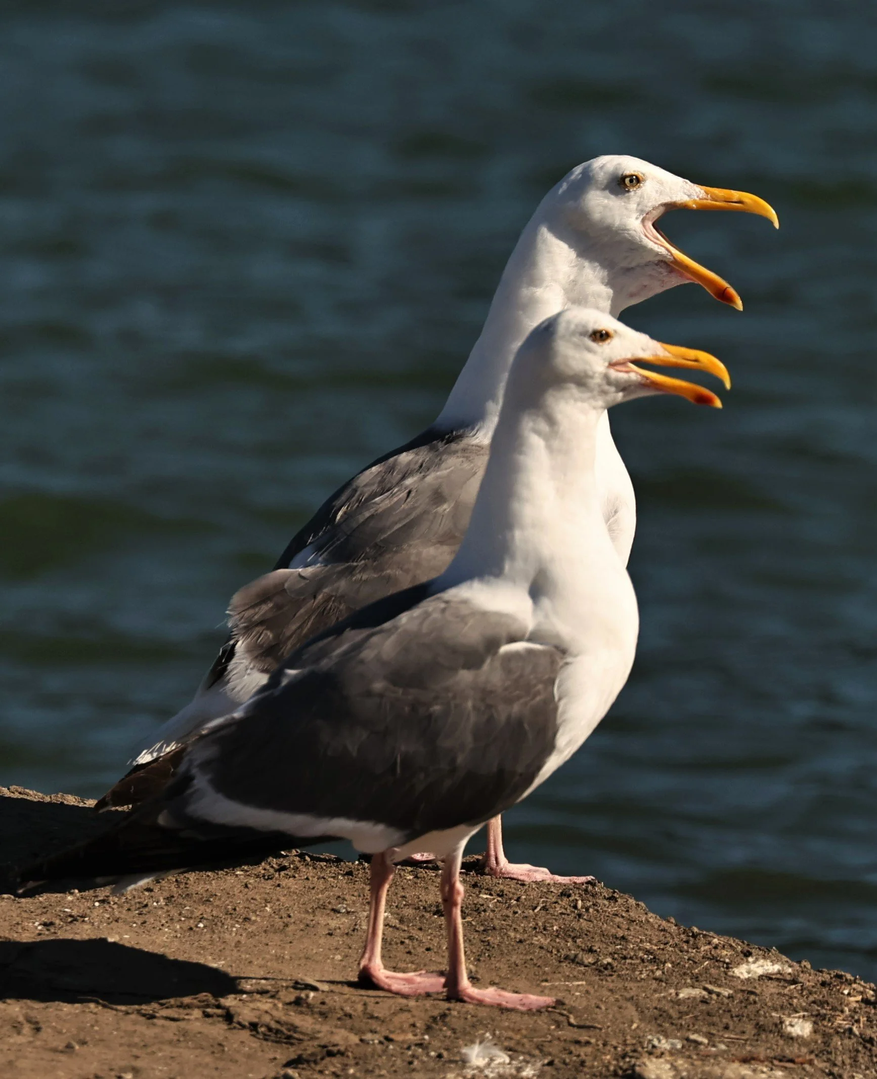 Larus occidentalis - WESTERN GULL - ELKHORN SLOUGH MOSS LANDING CALIFORNIA AUGUST 2022 (22).jpg