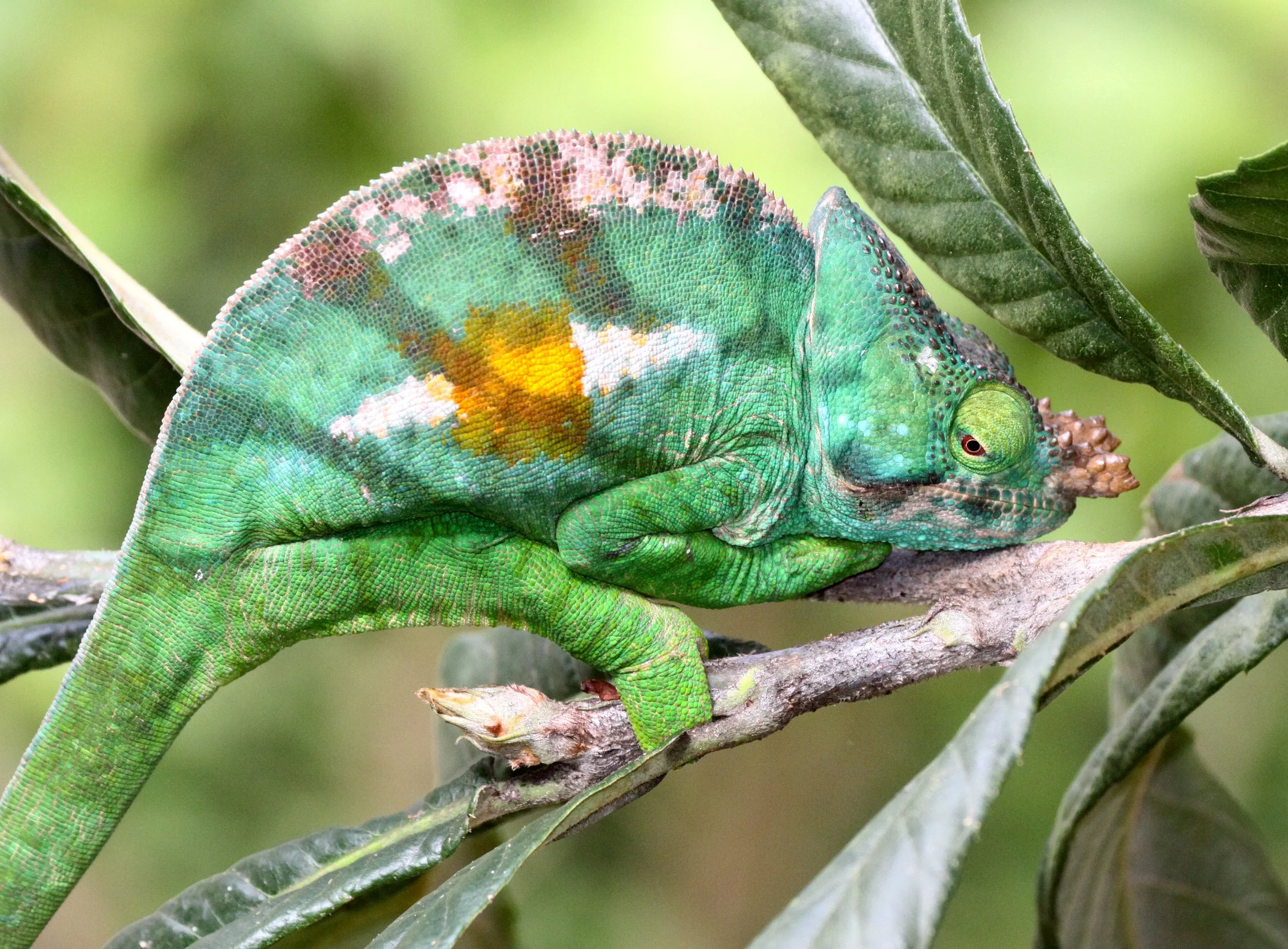 Calumma parsonii - PARSON'S CHAMELEON - MANTADIA NATIONAL PARK MADAGASCAR (30).JPG