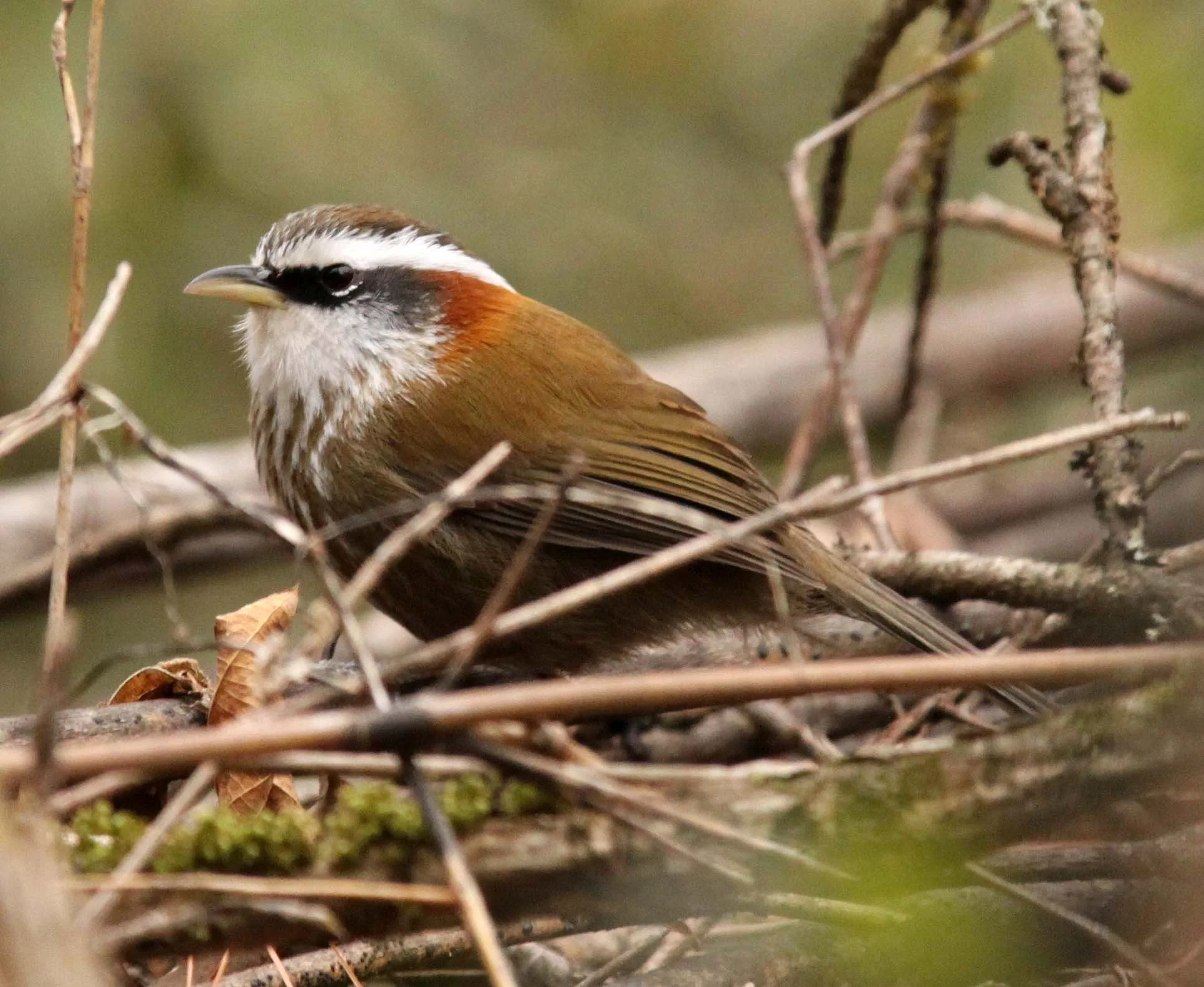 BIRD - BABBLER - WHITE-BROWED SCIMITAR BABBLER - FOPING NATURE RESERVE - SHAANXI PROVINCE CHINA (5).JPG