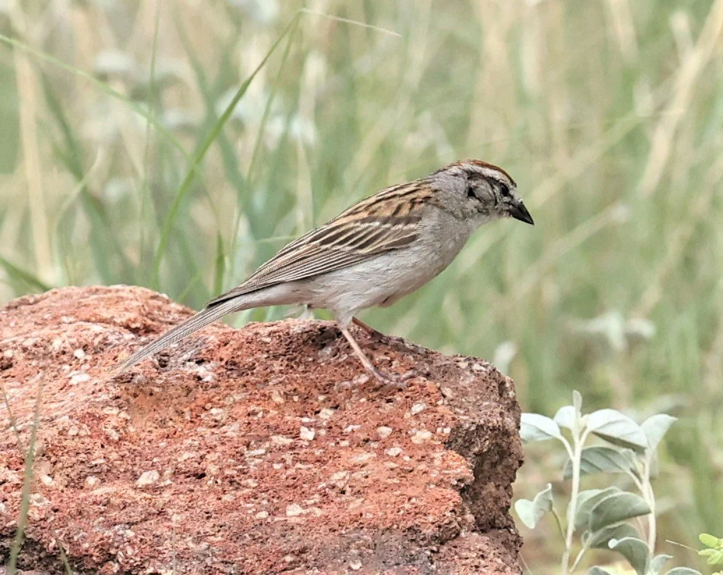 Rufous-crowned Sparrow (Aimophila ruficeps) Davis Mountains State Park Texas (5).jpg