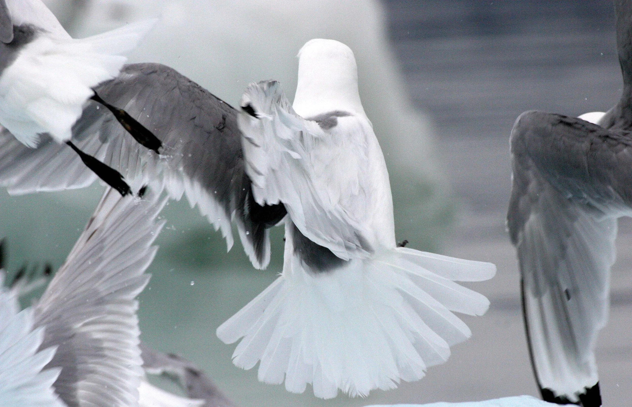 BIRD - KITTIWAKE - BLACK-LEGGED - SVALBARD (52).jpg