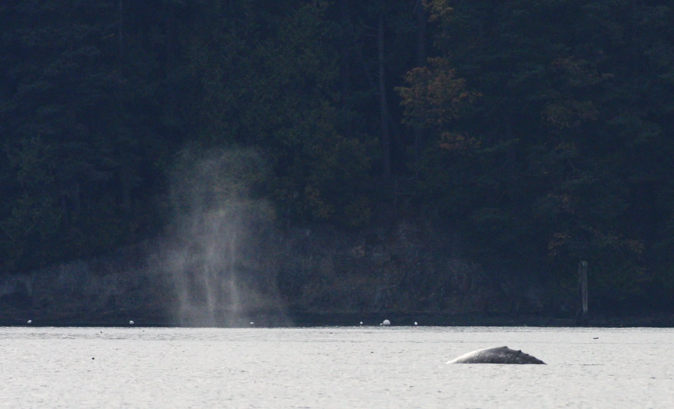 CETACEAN - GRAY WHALE - SALT CREEK WA (5).JPG