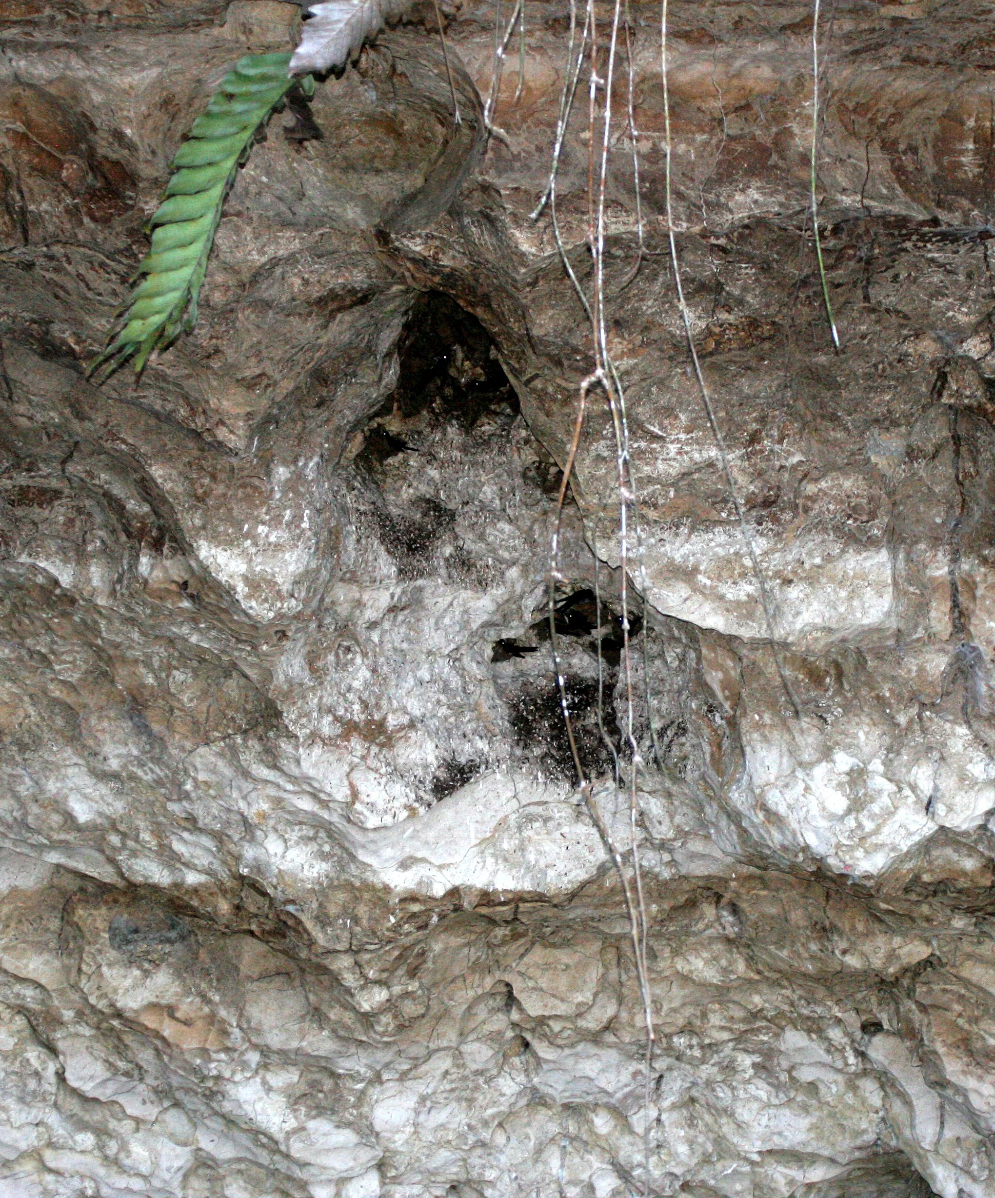 Black-nest Swiftlet (Collocalia maxima) Gamontong Caves Borneo (4).JPG