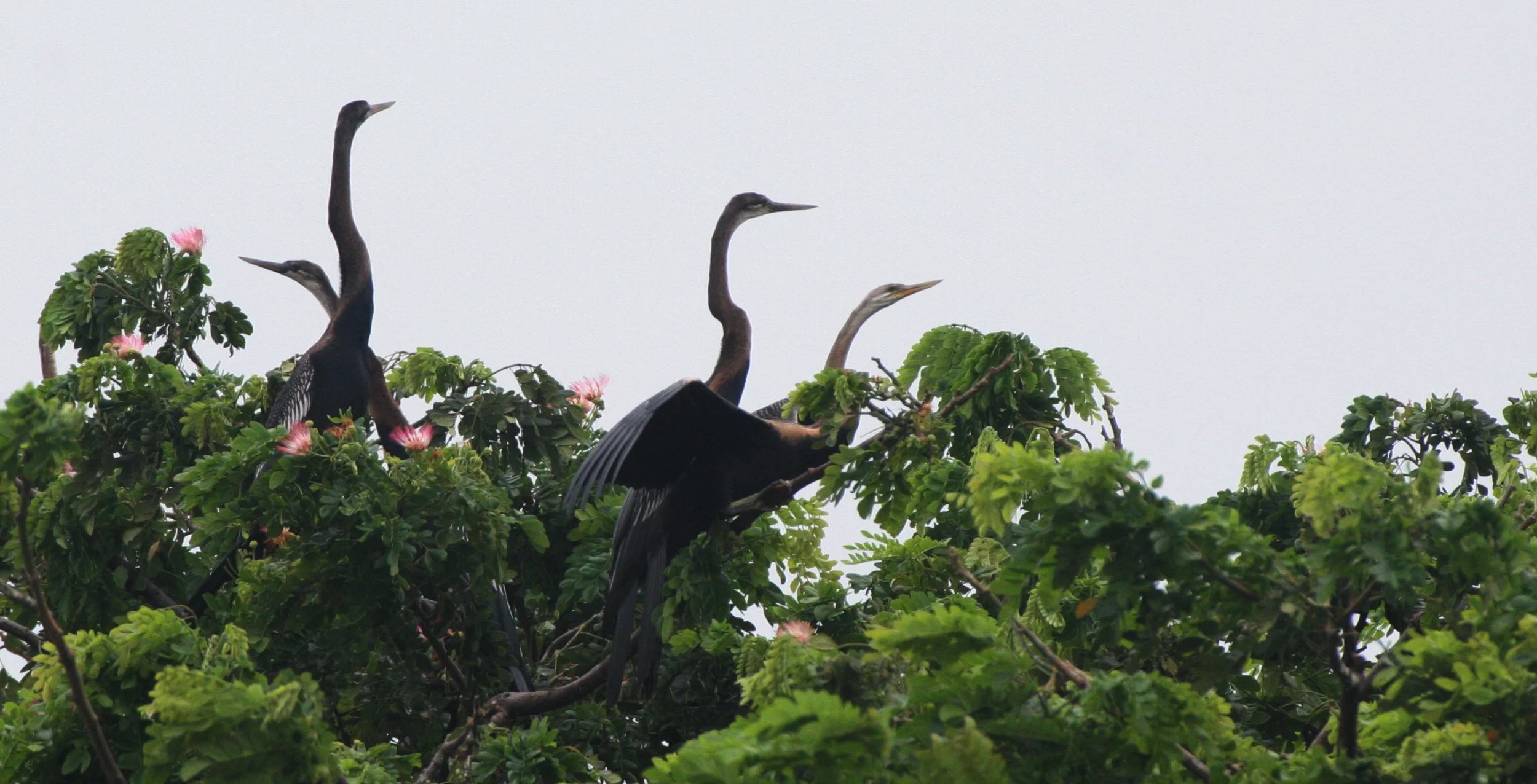 DARTER - Anhinga melanogaster - BUENG BORAPHET THAILAND (17).JPG