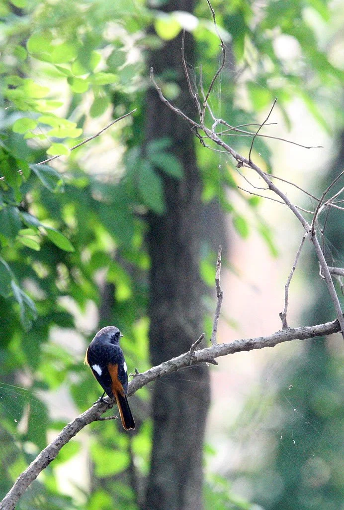 BIRD - REDSTART - DAURIAN REDSTART -  NANKOU, RUDONG, CHINA (7).JPG