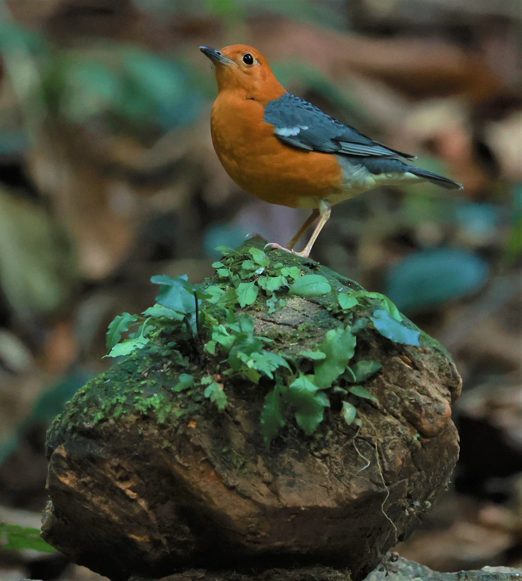 Orange-headed Thrush (Zoothera citrina) Si Phang Nga National Park, Thailand Feb 18-19, 2023 (37).jpg