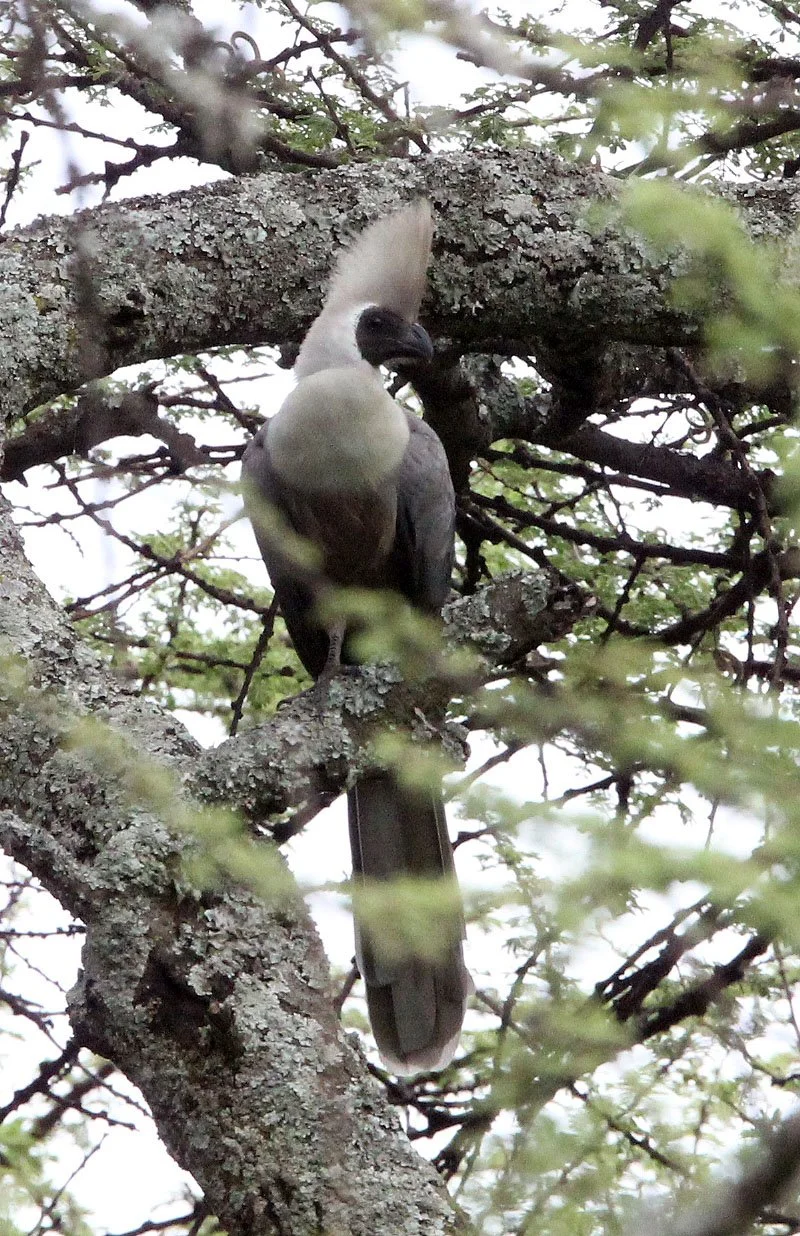 Bare-faced Go-away-bird (Crinifer personatus) Langano Lake Ethiopia  (5).JPG