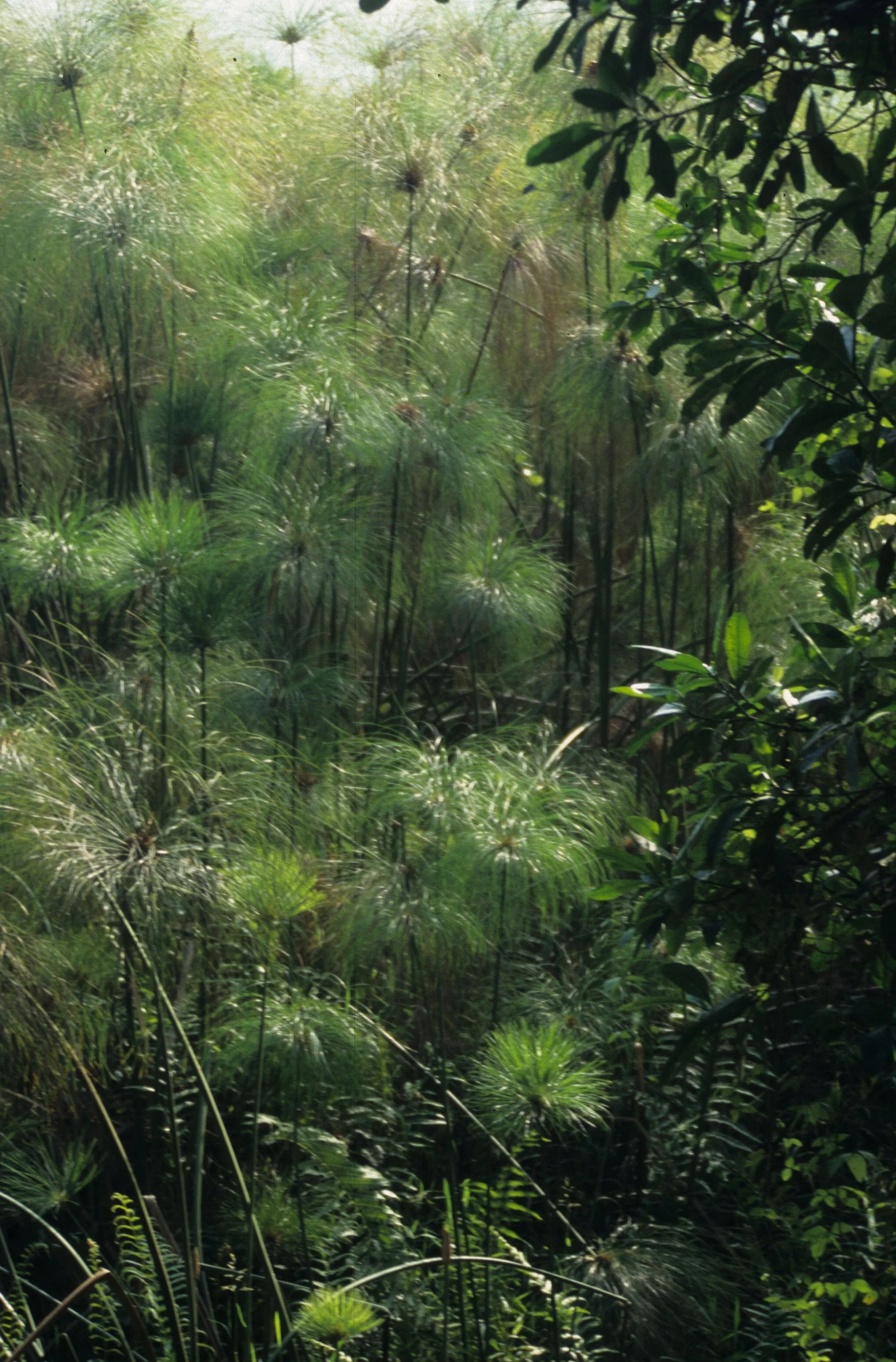 UGANDA - SWAMP - PAPYRUS GRASS.jpg