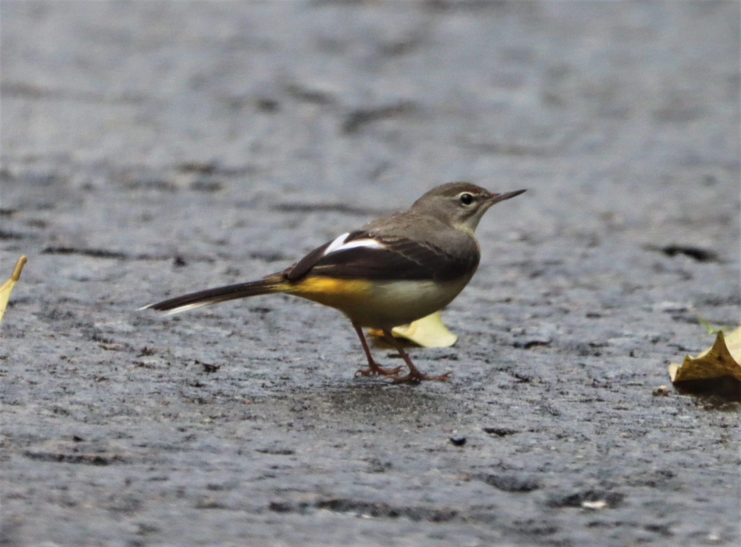 YELLOW WAGTAIL - Motacilla flava - HALA BALA WS (6).jpg