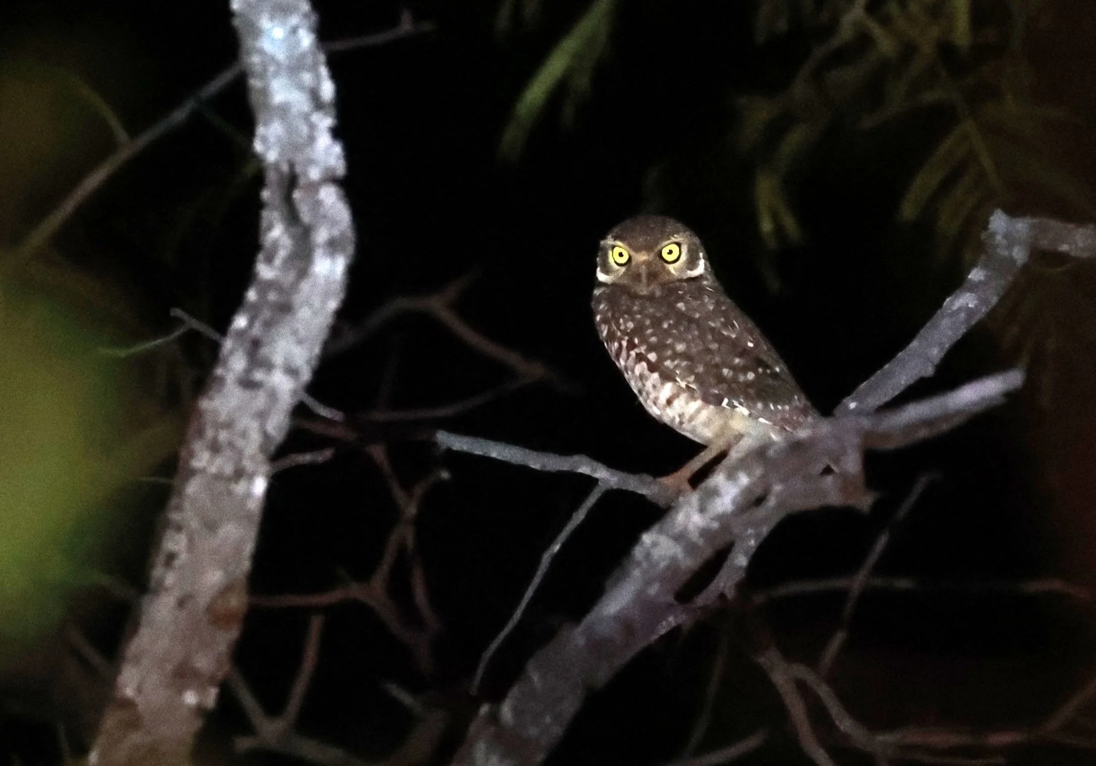 Owl - Burrowing Owl - Athene cunicularia - Emas National Park, Goias State, Brazil (17).jpg