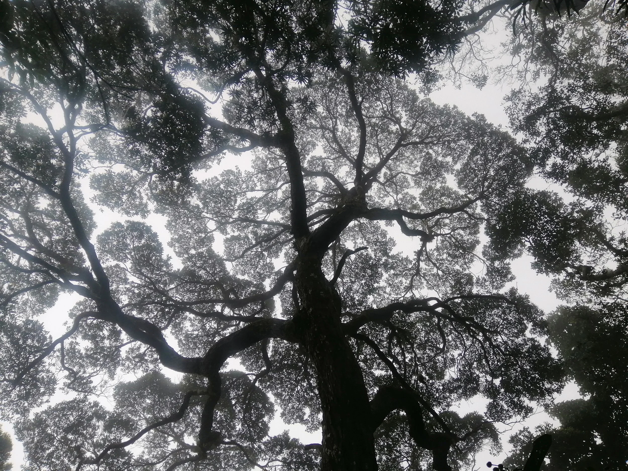 When exploring closed-canopy forests, I am always excited to see this phenomenon.  Crown shyness (also canopy disengagement, canopy shyness, or inter-crown spacing) is a phenomenon observed in some tree species, in which the crowns of mature trees do