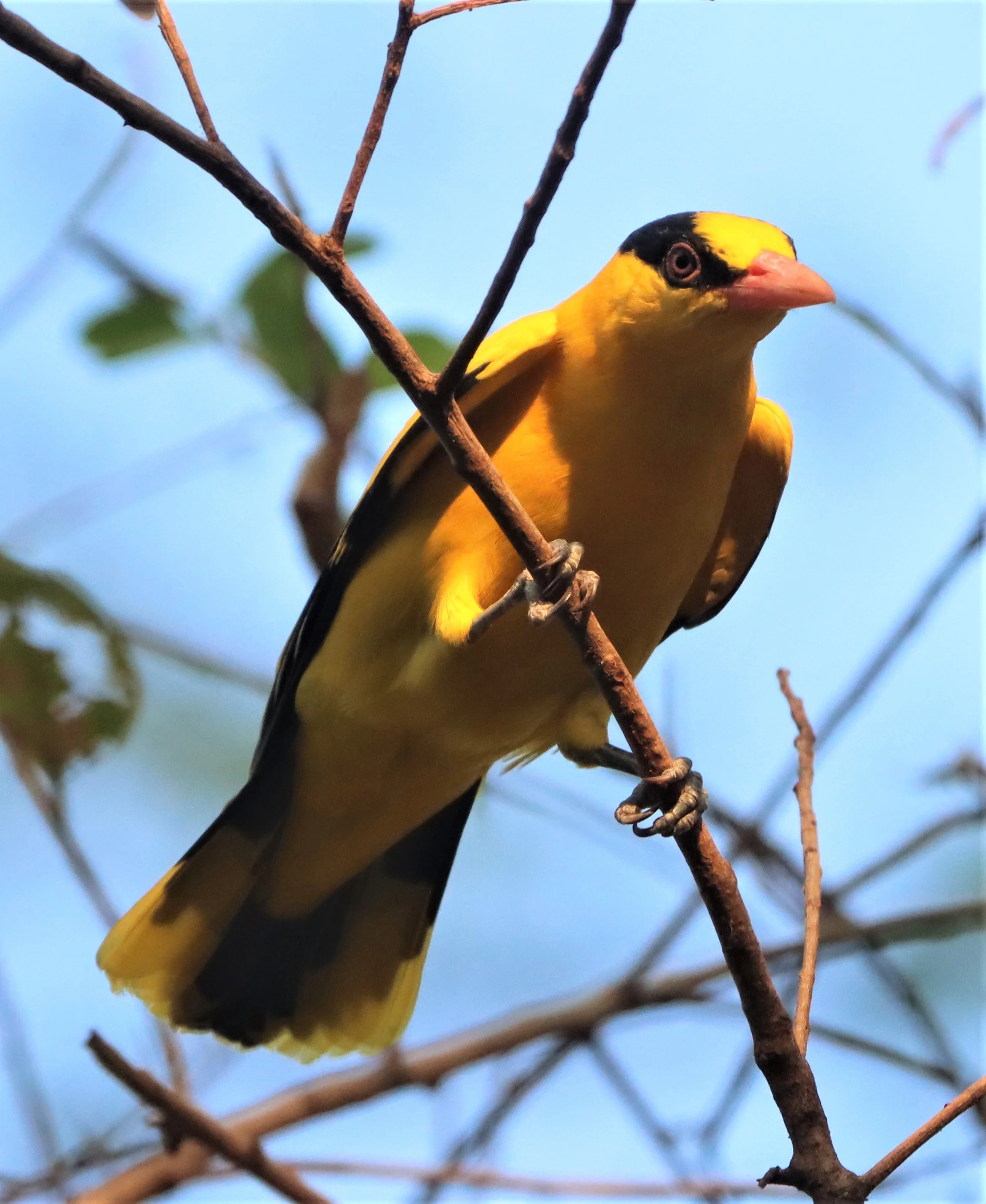Black-napped Oriole (Oriolus chinensis) Rama 9 Park Bangkok (10).jpg