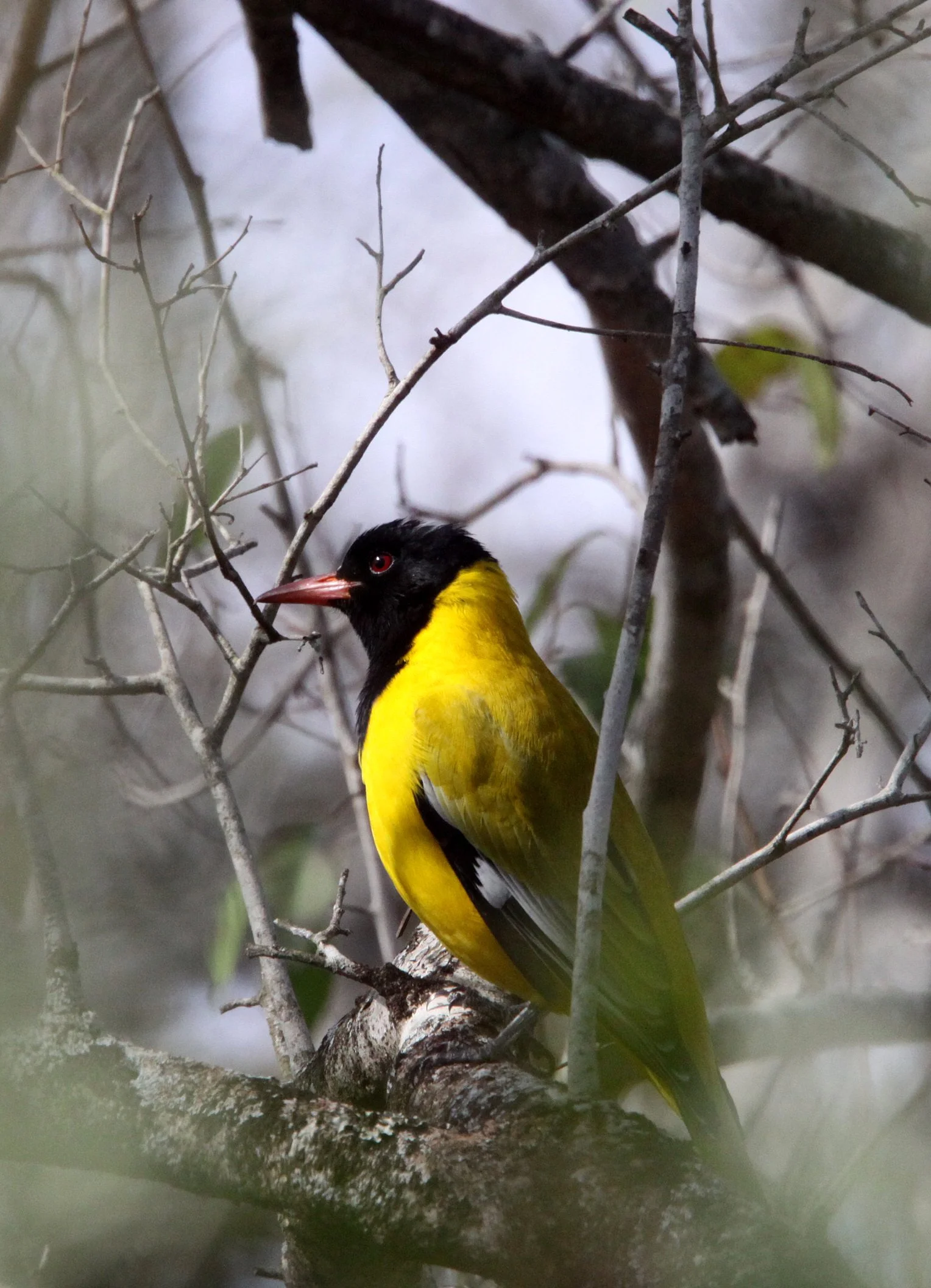Eastern Black-headed Oriole (Oriolus larvatus) Imfolozi NP South Africa (3).JPG
