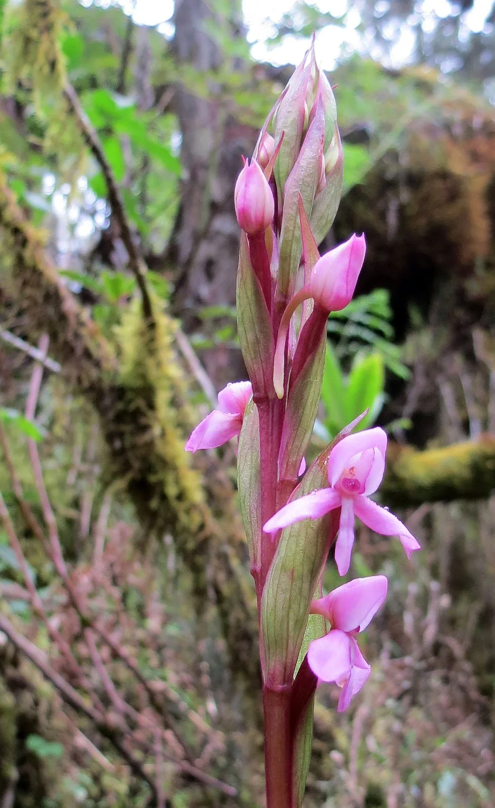 RWENZORI NATIONAL PARK UGANDA (133).JPG