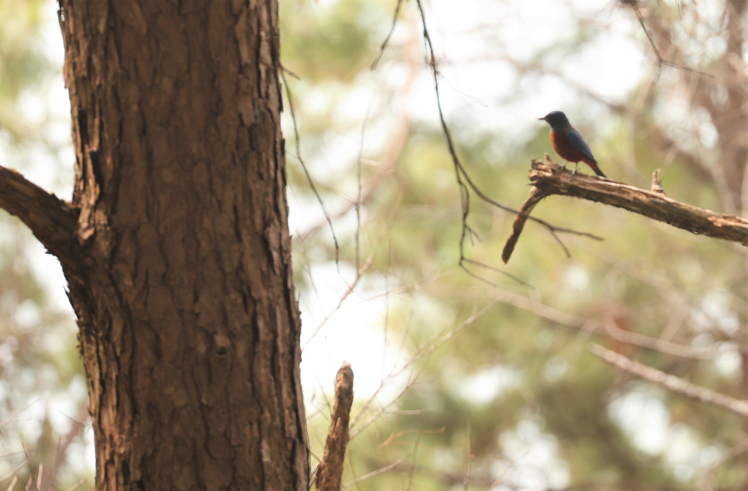 ROCK-THRUSH - CHESTNUT-BELLIED ROCK-THRUSH - Monticola rufiventris - KIEW LOM CAMPGROUND, DOI PHA HOM POK NATIONAL PARK CHIANG MAI (21).jpg