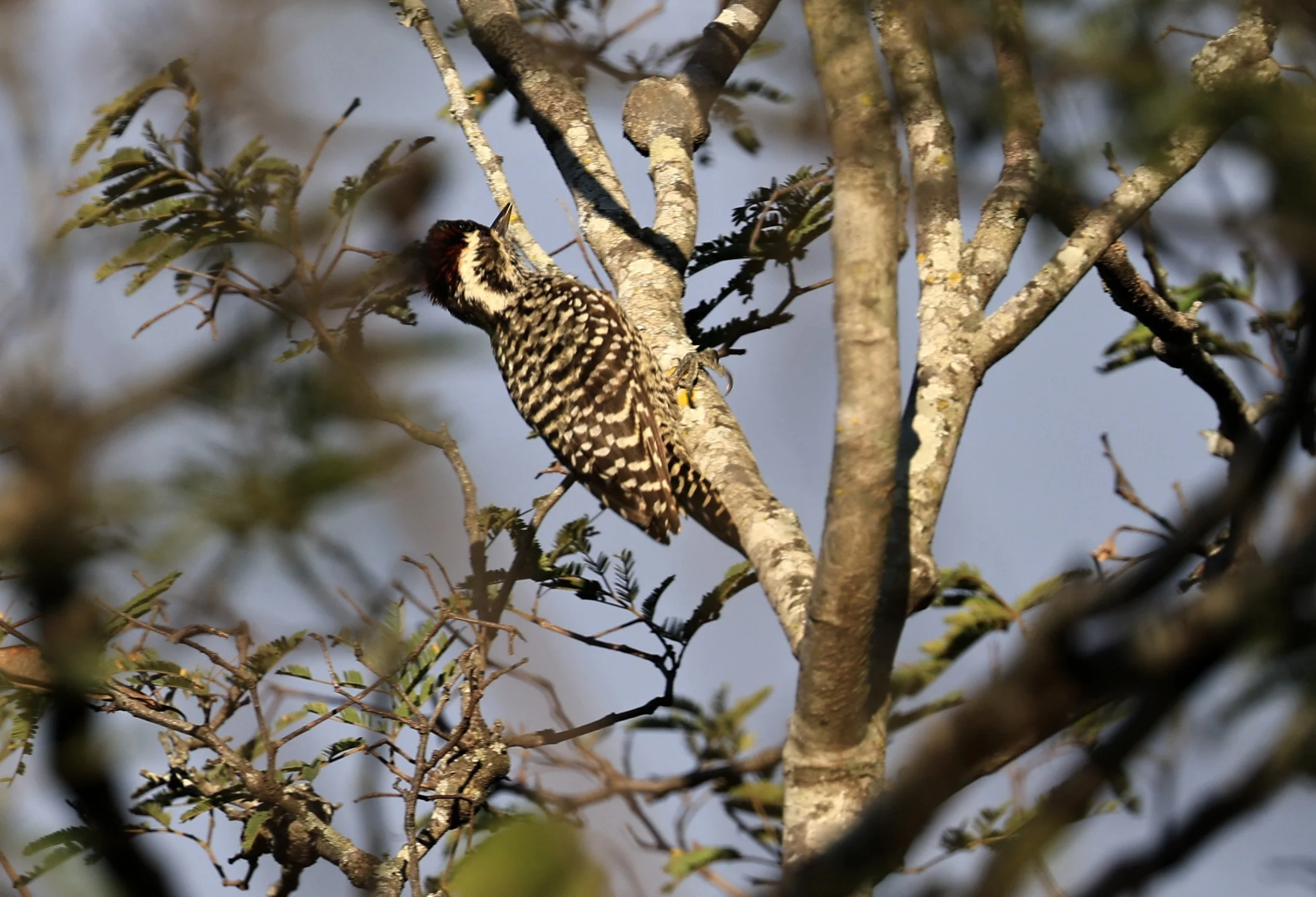 Checkered Woodpecker (Veniliornis mixtus) Reserva Nueland  Selva Serena (1).jpg