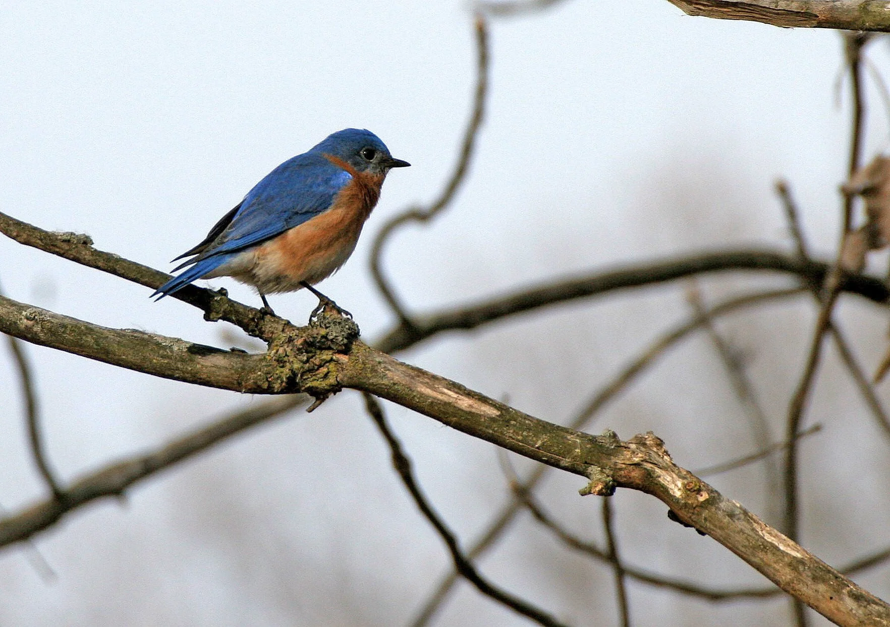 Eastern Bluebird (Sialia sialis) Lincoln Marsh Wheaton Illinois (21).JPG