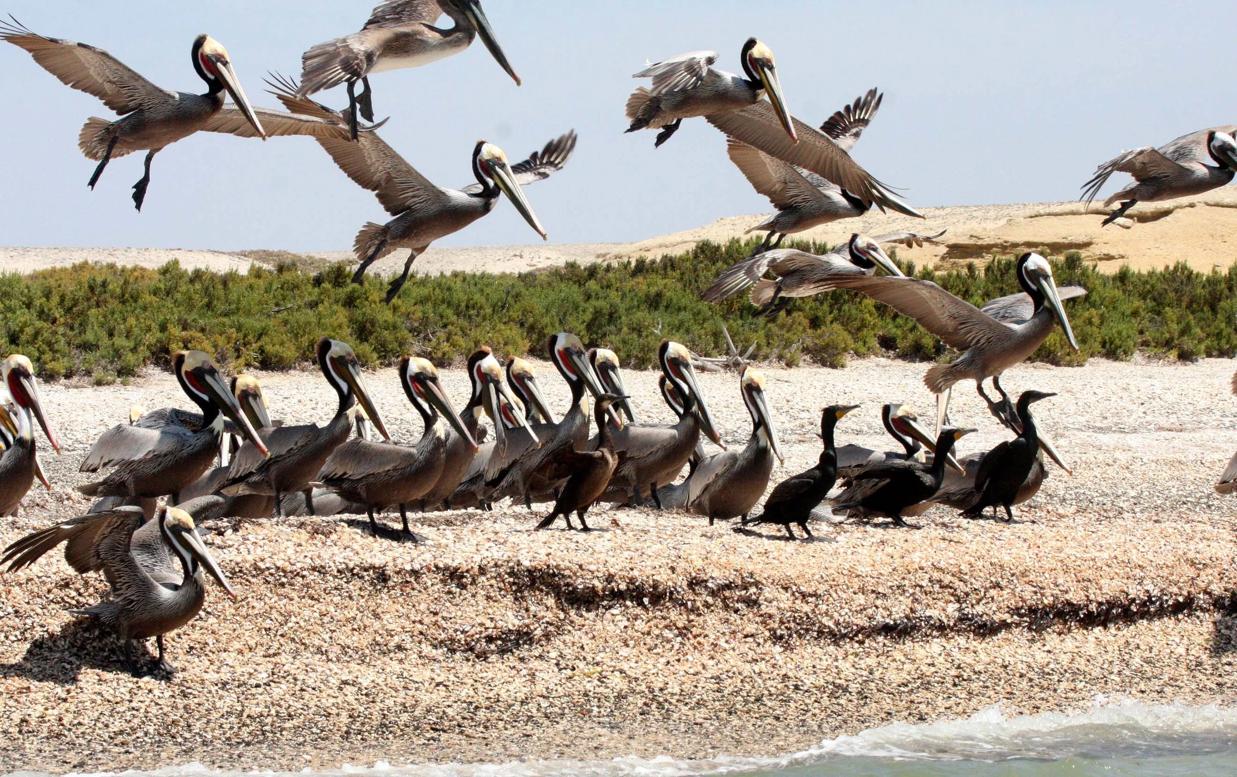 Pelecanus occidentalis - BROWN PELICAN - WITH DOUBLE-CRESTED CORMORANTS - SAN IGNACIO LAGOON BAJA MEXICO (18).JPG