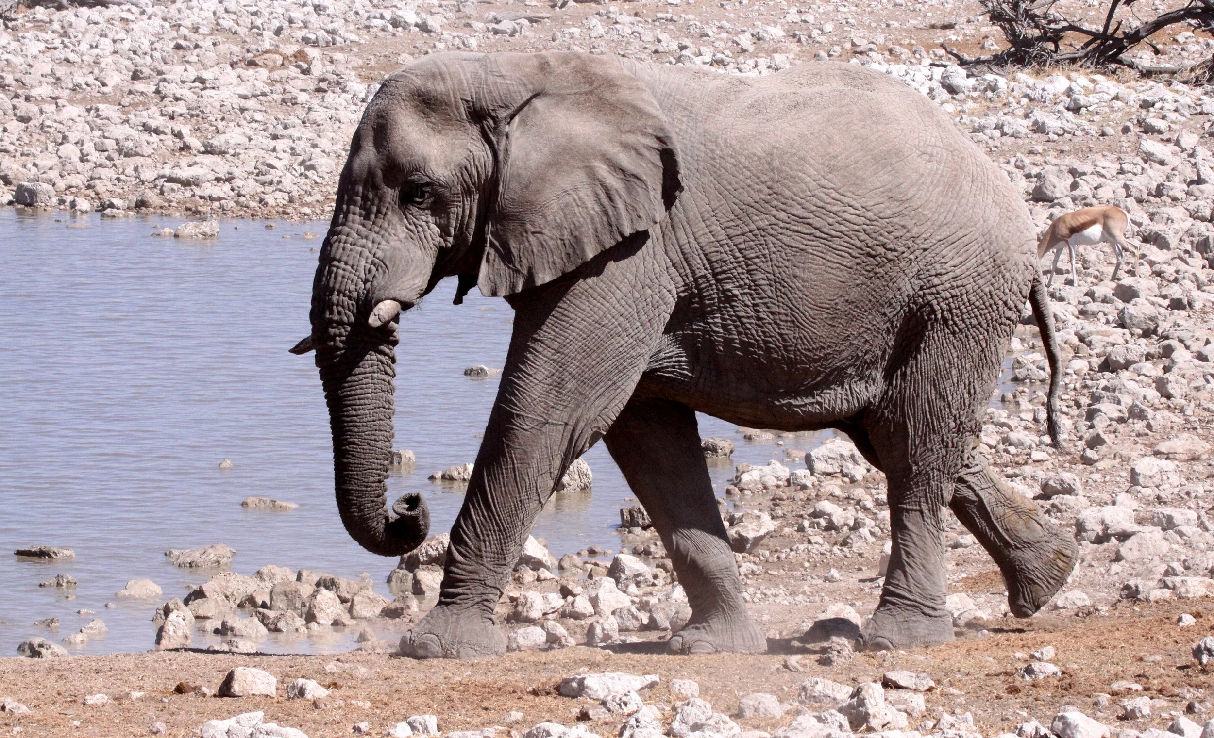 ELEPHANT - AFRICAN ELEPHANT - ETOSHA NATIONAL PARK NAMIBIA (96).JPG