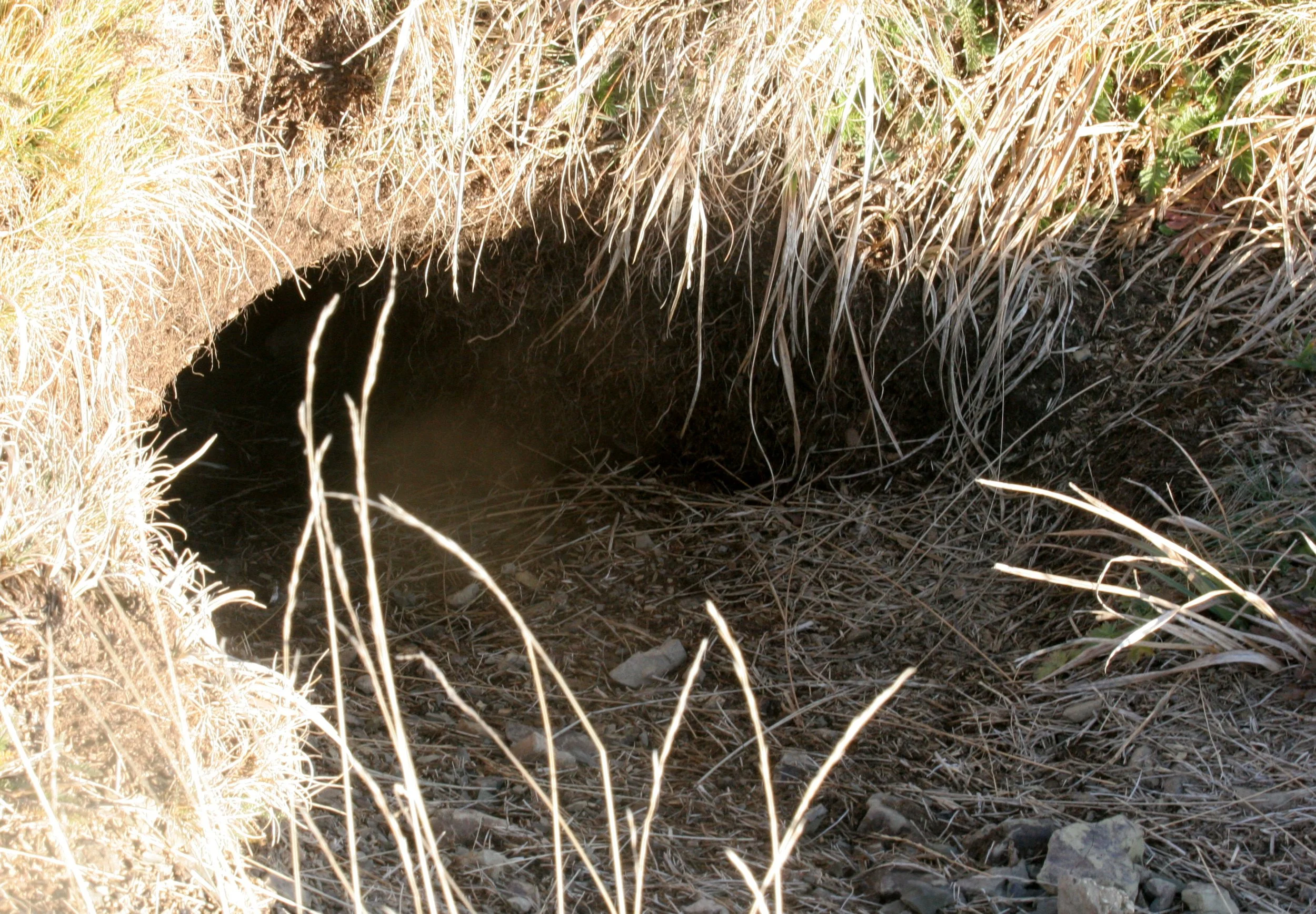 RODENT - MARMOT - OLYMPIC MARMOT HOLE.JPG
