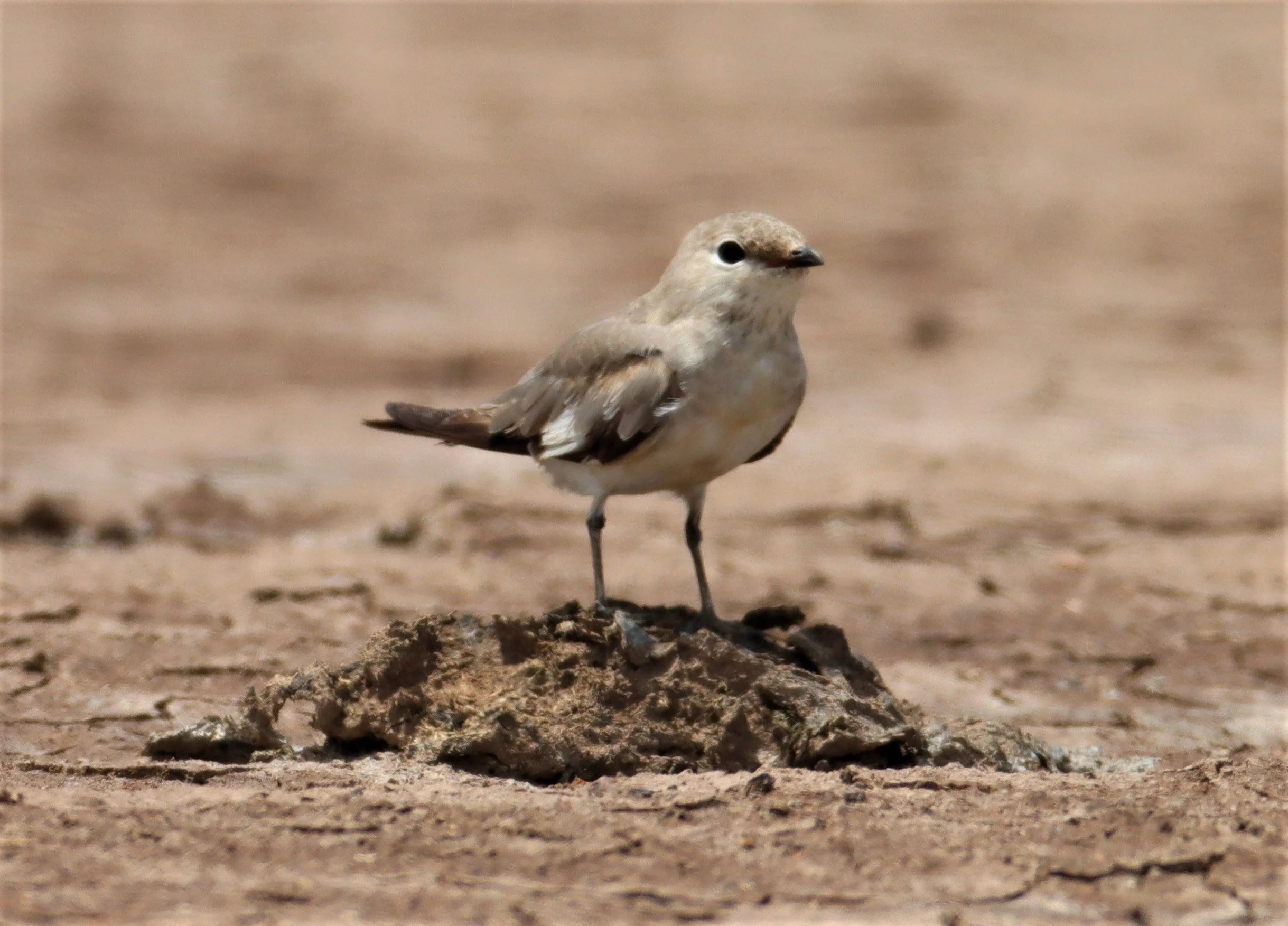 PRATINCOLE - SMALL PRATINCOLE - Glareola lactea - BANG KHAEM WETLANDS NAKHON PATHOM JUNE 24 2021 (10).jpg