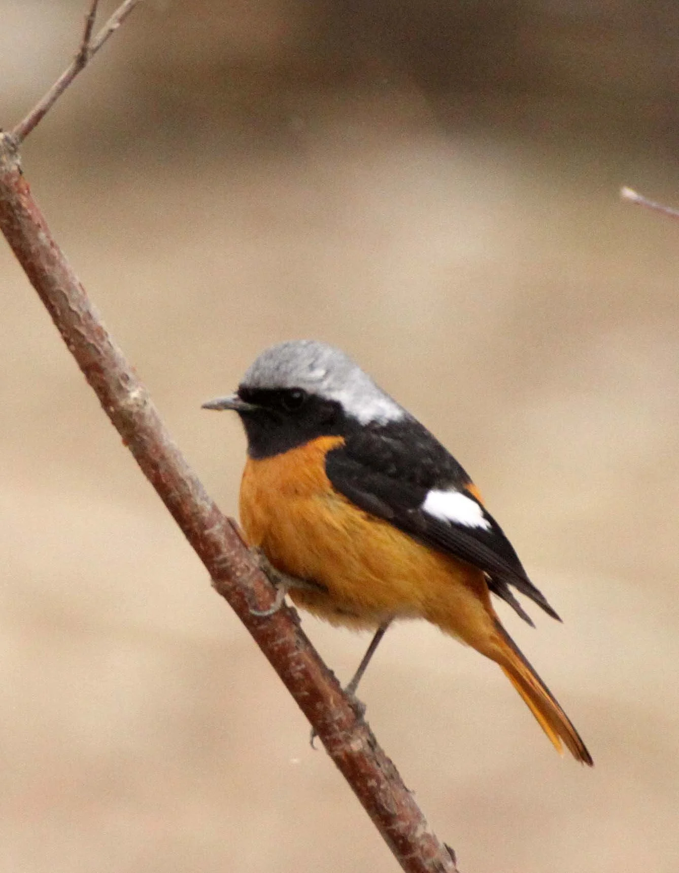 BIRD - REDSTART - DAURIAN REDSTART - FOPING NATURE RESERVE - SHAANXI PROVINCE CHINA (9).JPG