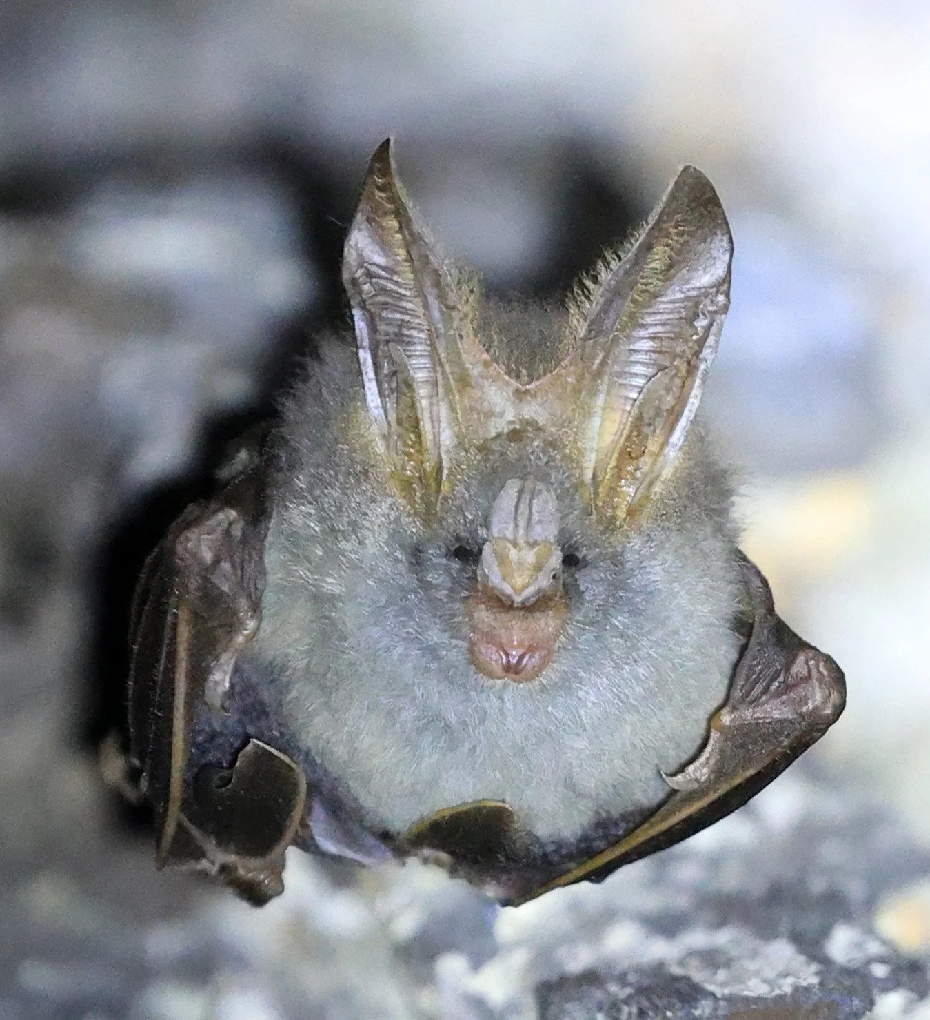 Lesser false vampire bat (Megaderma spasma) Khao Yai National Park Feb 2026 Day 3 (15).jpg