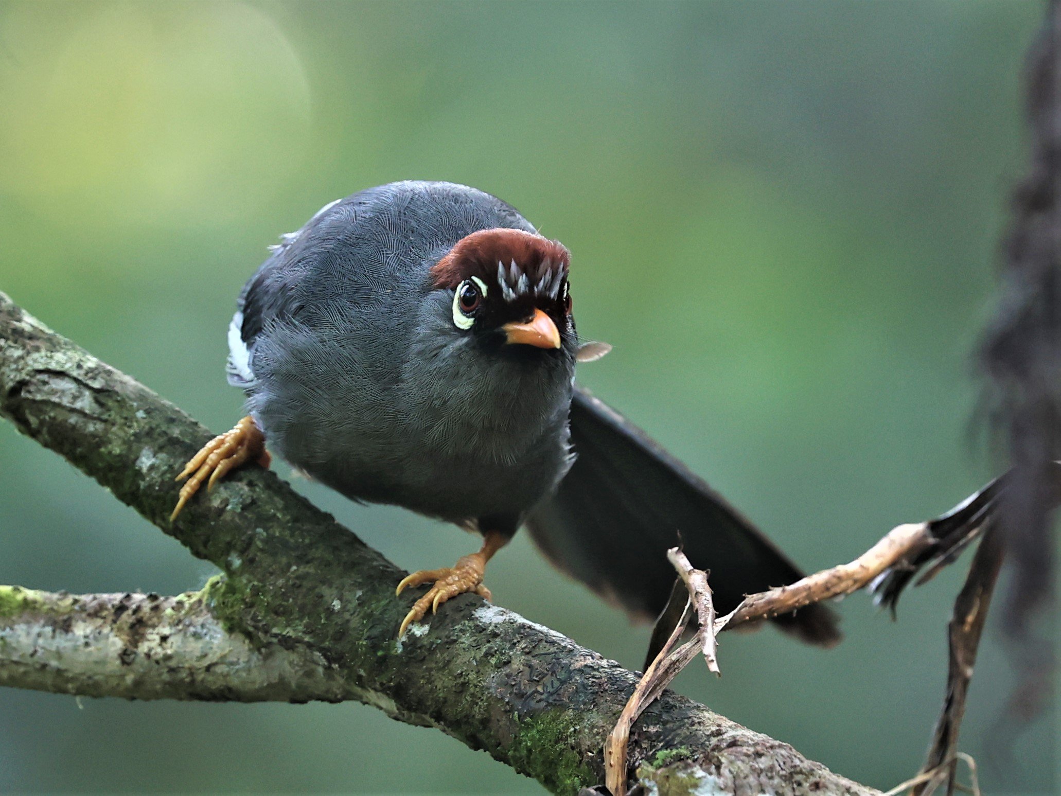 Pterorhinus mitratus - CHESTNUT-CAPPED LAUGHINGTHRUSH - FRASER'S HILL, MALAYSIA JUNE 2022 (5).jpg