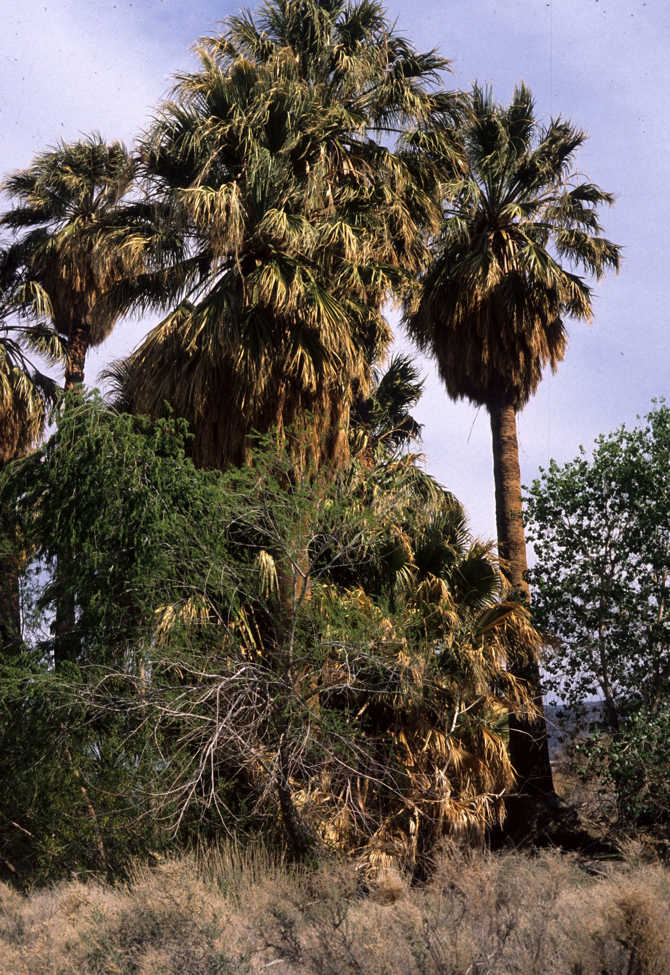 ANZA BORREGO - WASHINGTONIA PILIFERA OSASIS IN DESERT.jpg