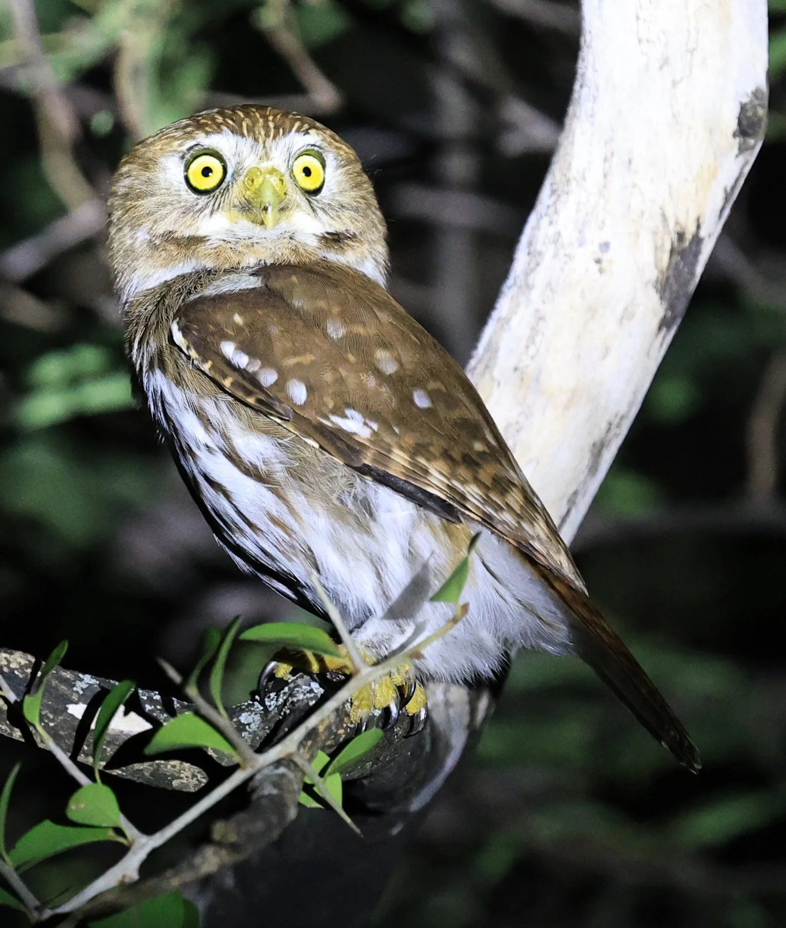 Ferruginous Pygmy-Owl (Glaucidium brasilianum) Reserva Nueland  Selva Serena (36).jpg