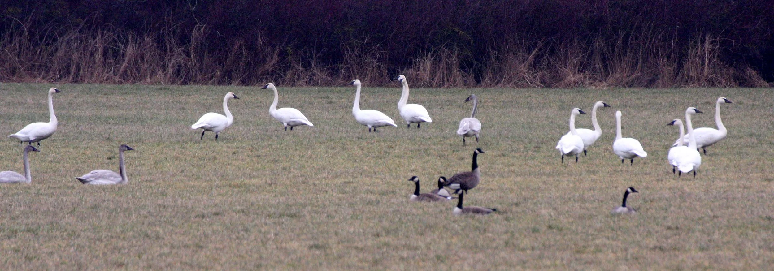 BIRD - SWAN - TRUMPETER SWAN - CYGNUS BUCCINATOR - SEQUIM PRAIRIE WA (4).JPG
