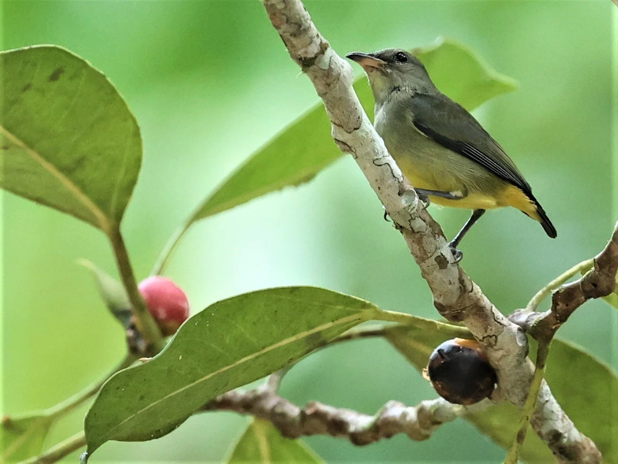 FLOWERPECKER - ORANGE-BELLIED FLOWERPECKER - Dicaeum trigonostigma - KRUNG CHING, KHAO LUANG NP NST, APRIL 2022 (11).jpg